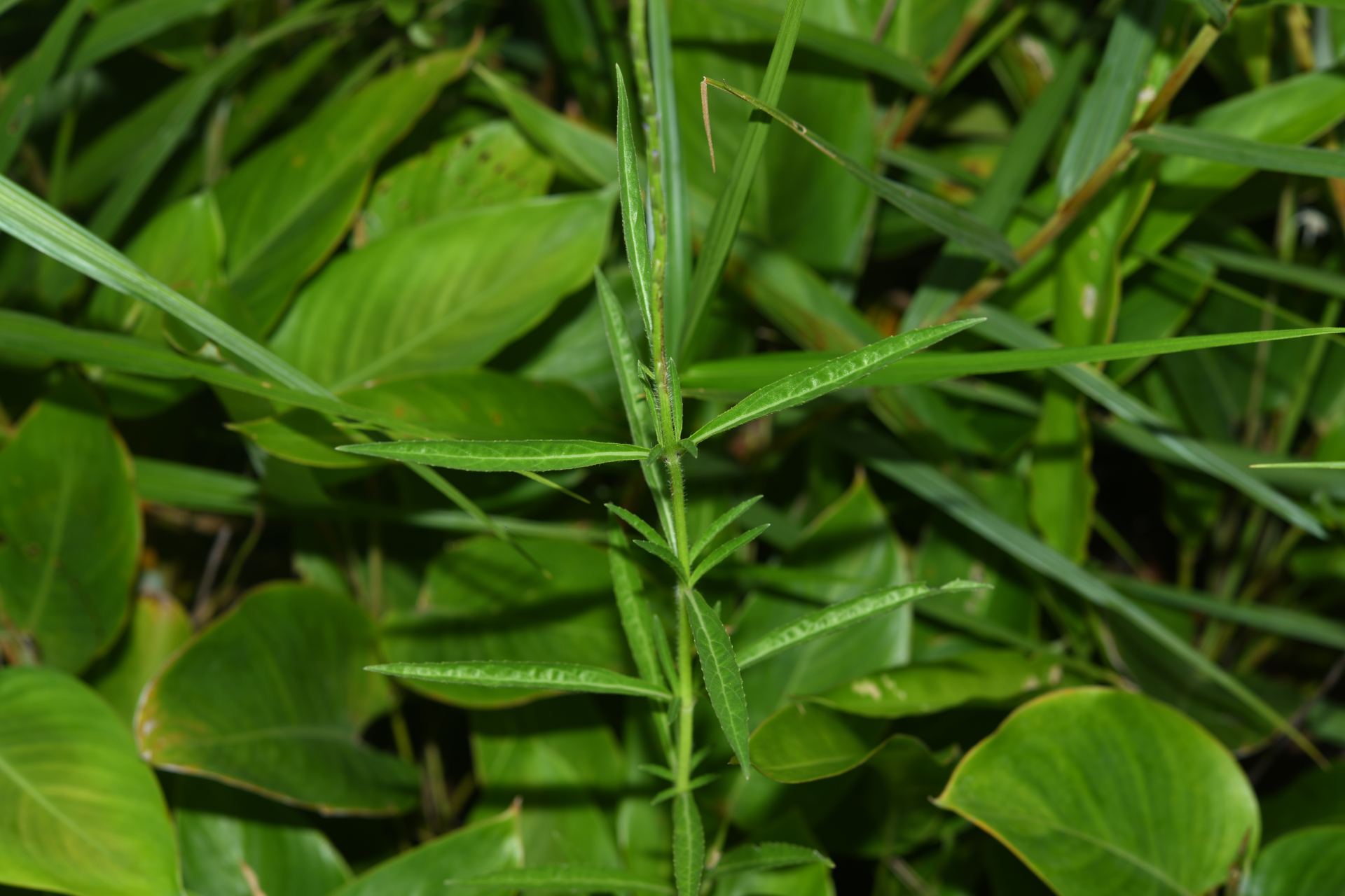 Stachytarpheta indica (L.) Vahl - Photo Bivouac Naturaliste