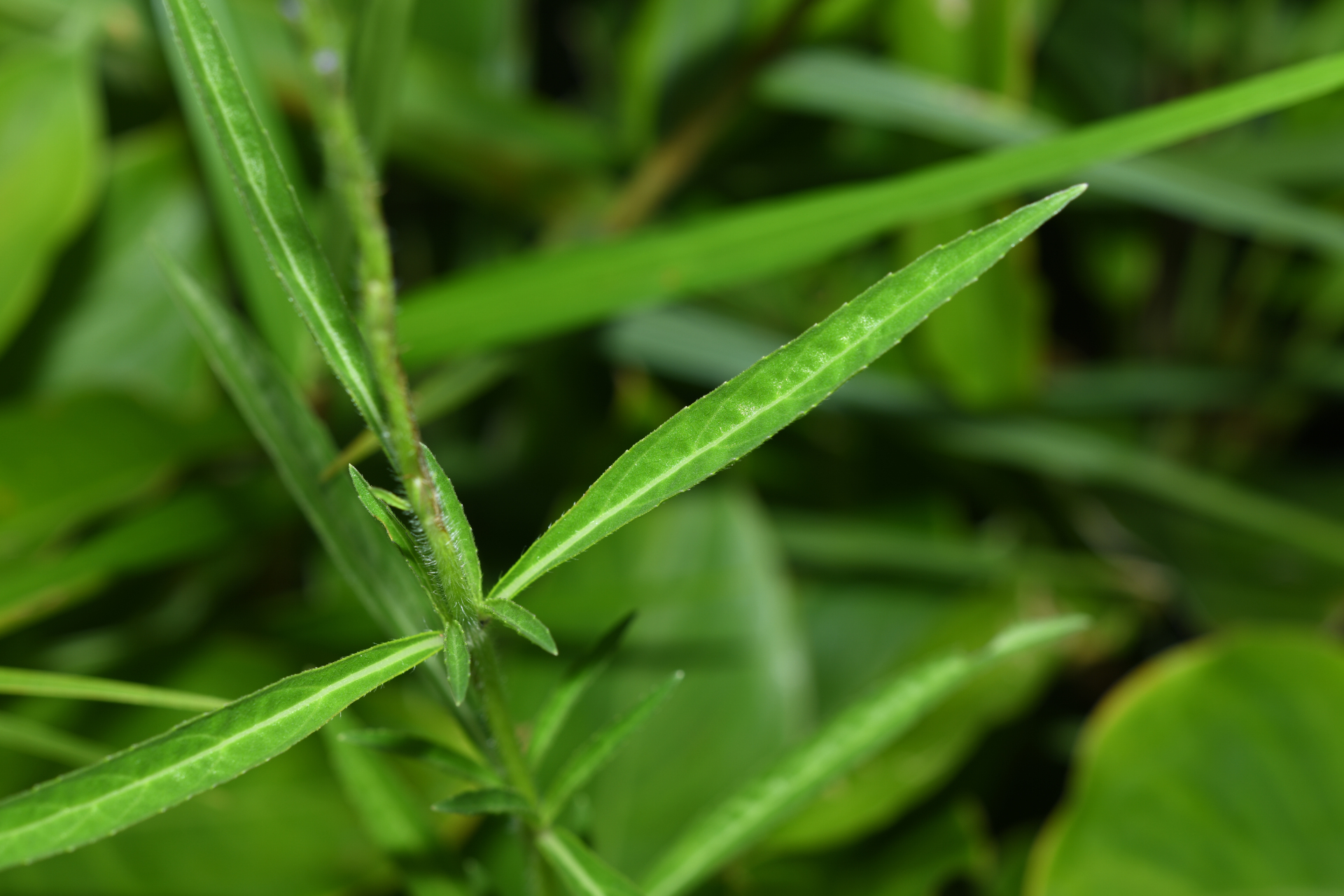 Stachytarpheta indica (L.) Vahl - Photo Bivouac Naturaliste