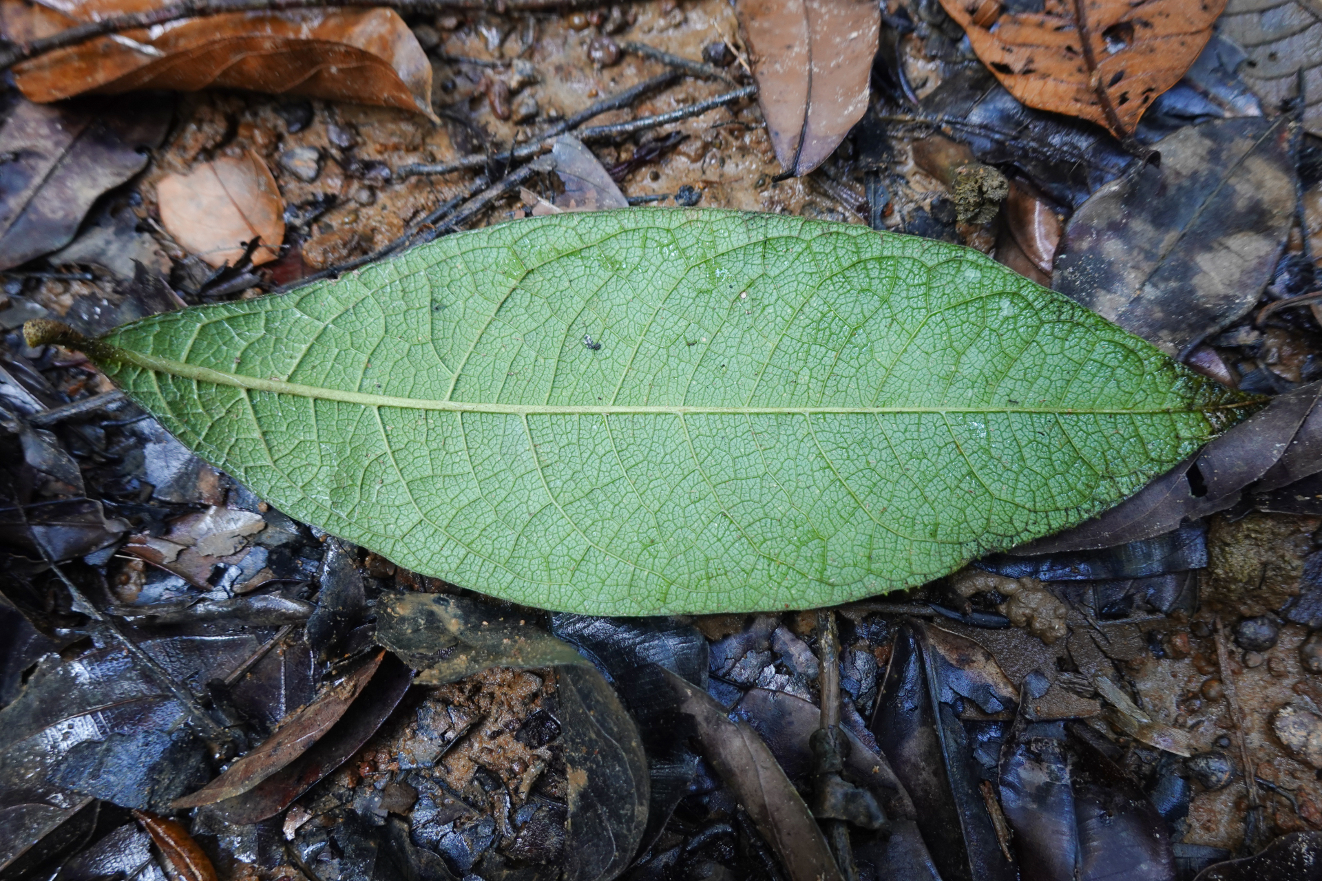 Petrea bracteata Steud. - Photo Bivouac Naturaliste