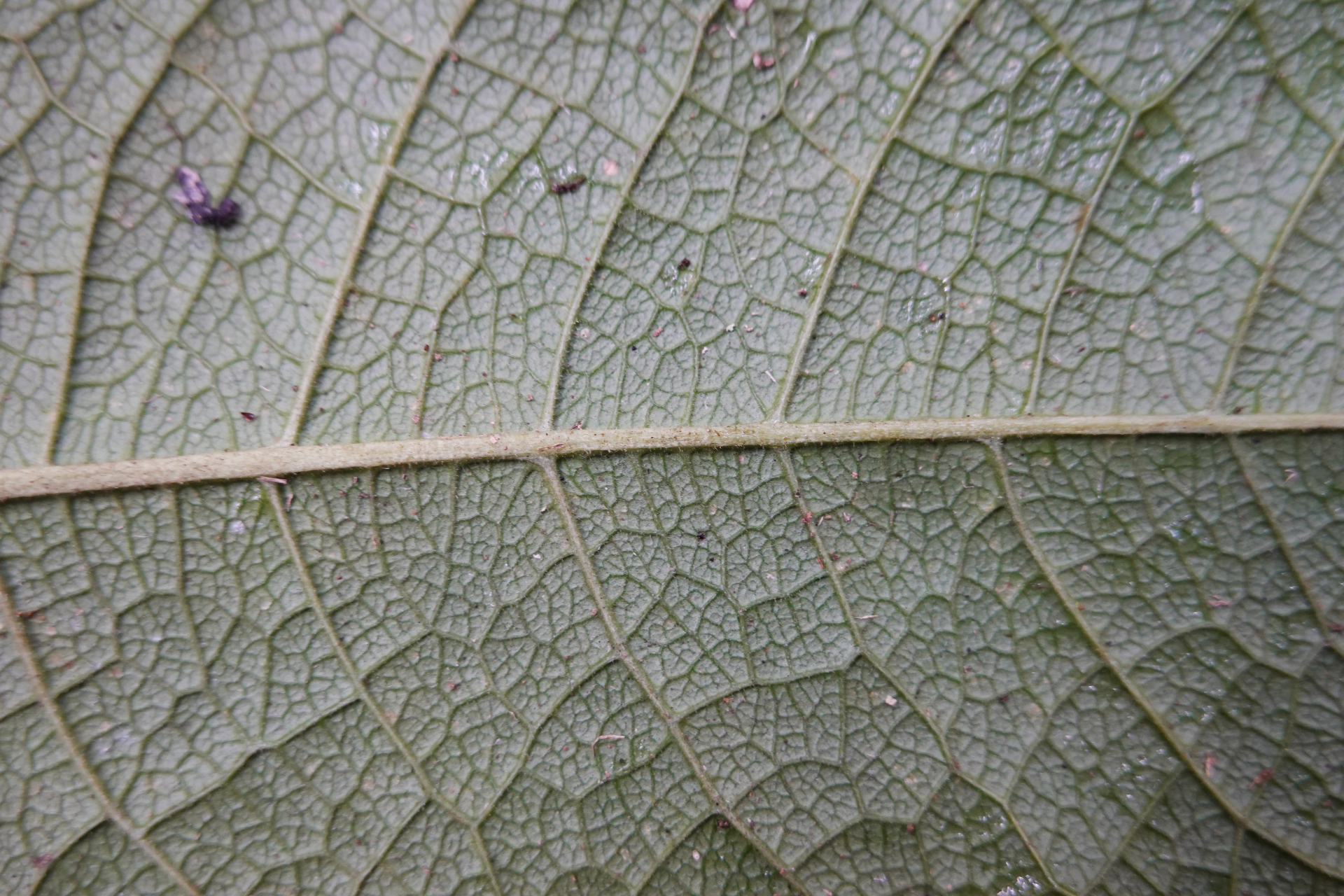 Petrea bracteata Steud. - Photo Bivouac Naturaliste