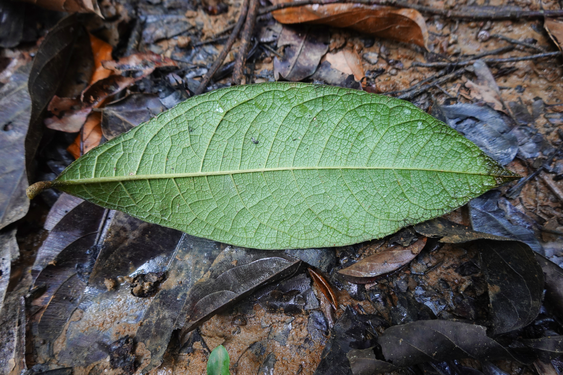 Petrea bracteata Steud. - Photo Bivouac Naturaliste
