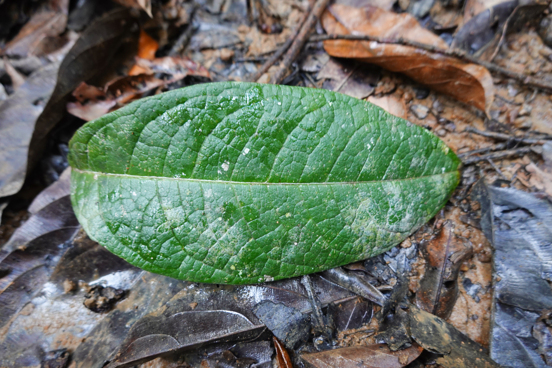Petrea bracteata Steud. - Photo Bivouac Naturaliste