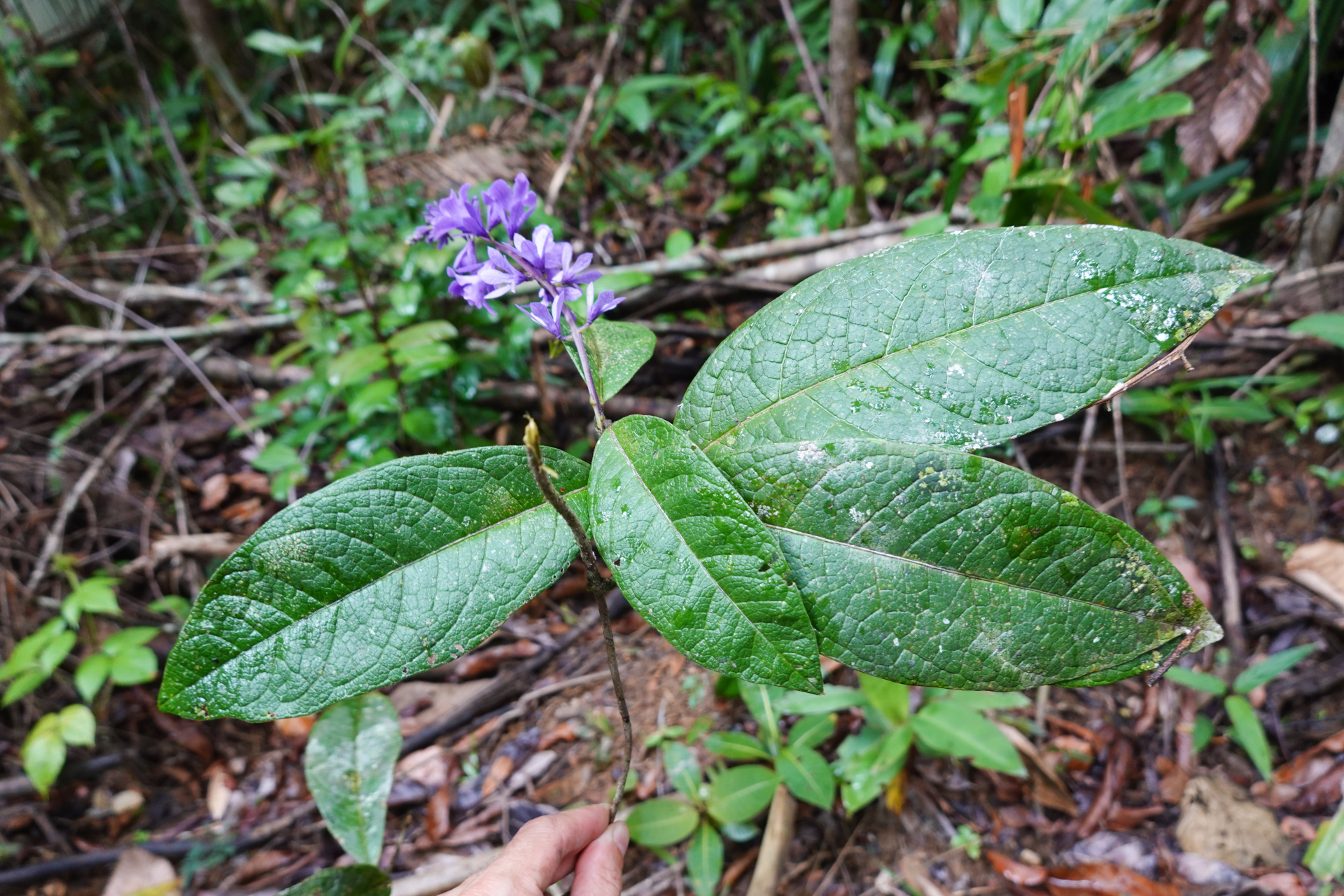 Petrea bracteata Steud. - Photo Bivouac Naturaliste