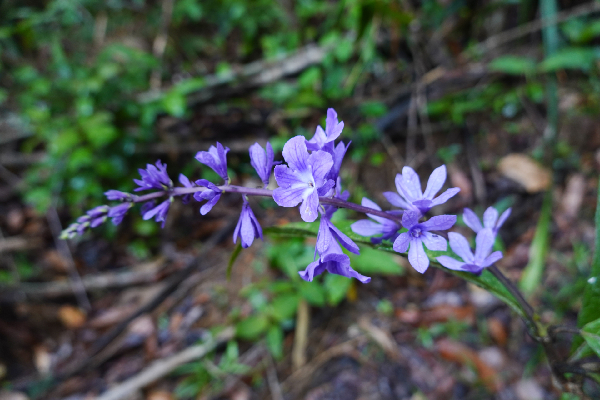 Petrea bracteata Steud. - Photo Bivouac Naturaliste