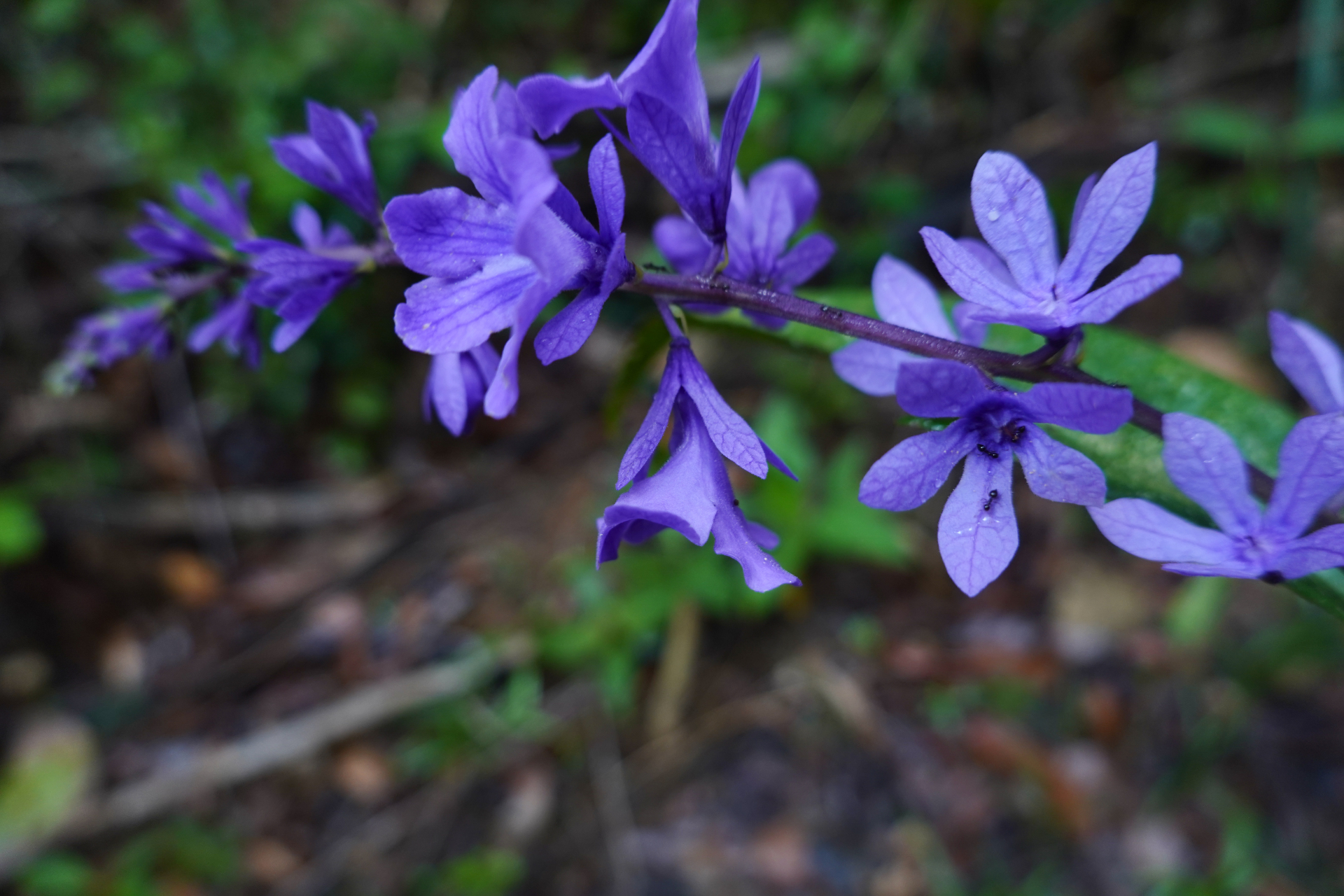 Petrea bracteata Steud. - Photo Bivouac Naturaliste