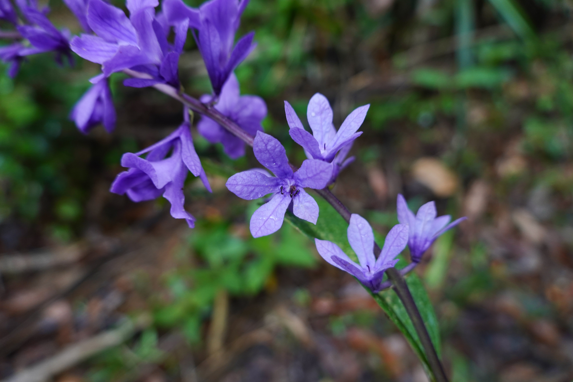 Petrea bracteata Steud. - Photo Bivouac Naturaliste