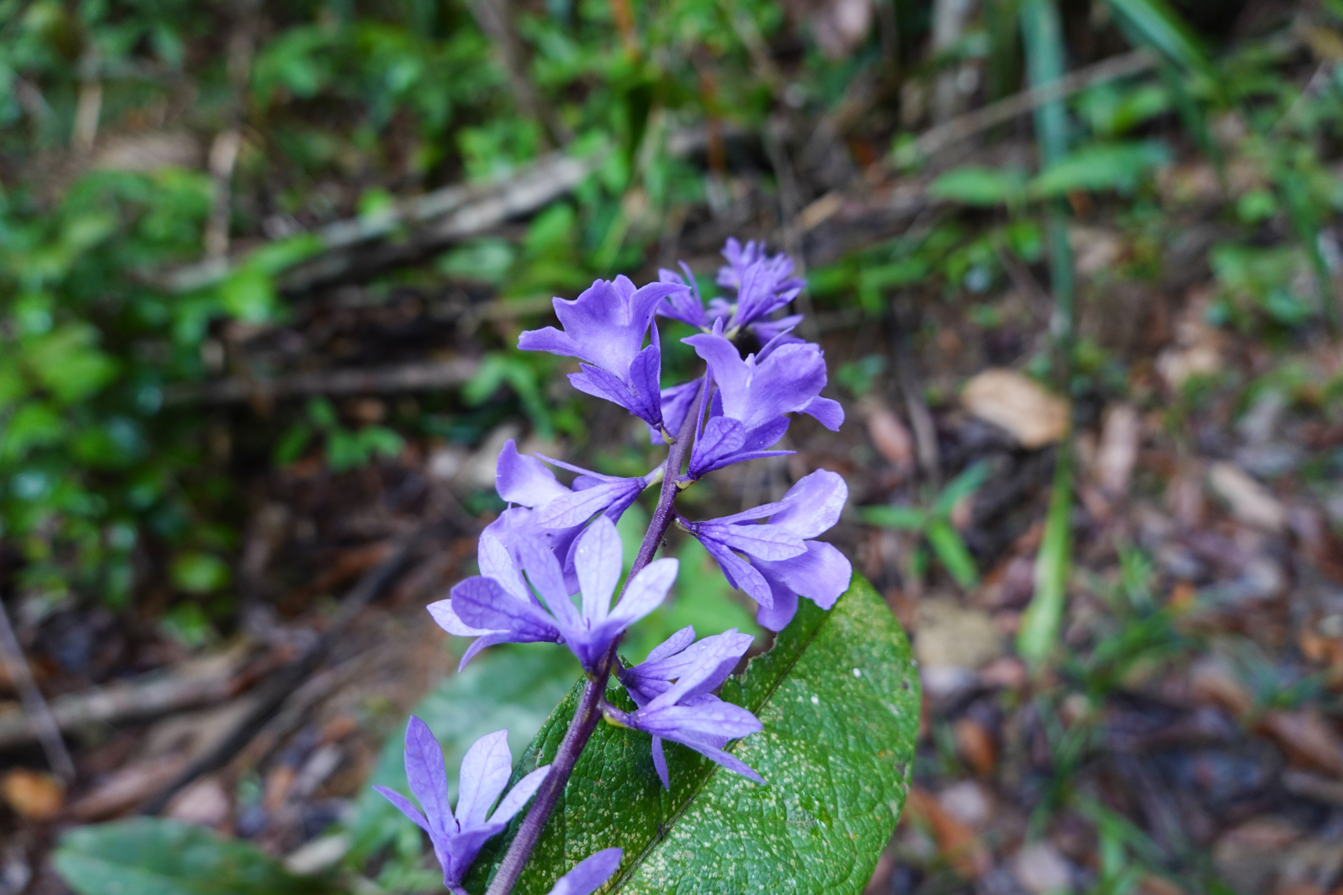 Petrea bracteata Steud. - Photo Bivouac Naturaliste