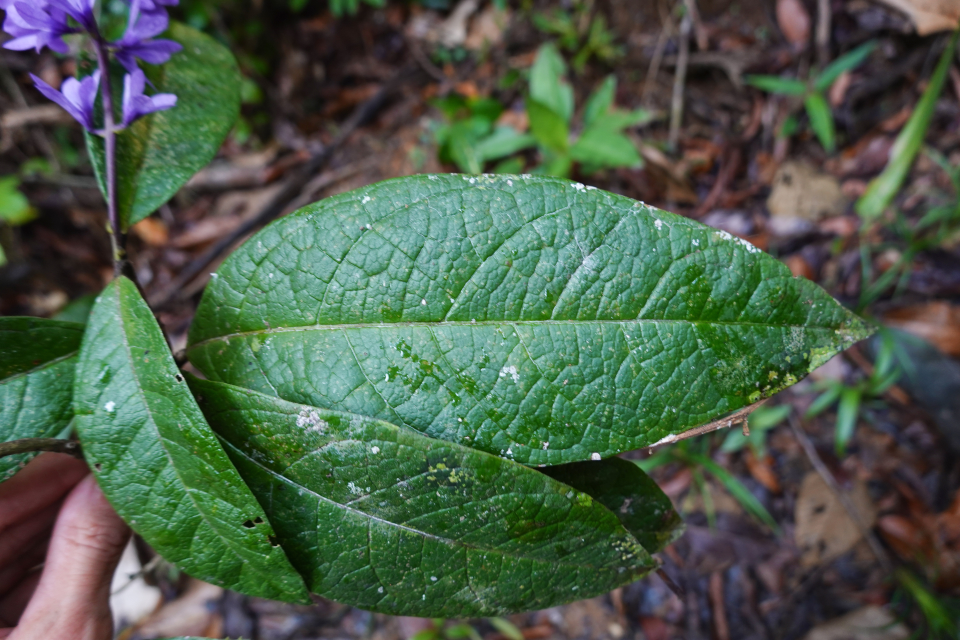 Petrea bracteata Steud. - Photo Bivouac Naturaliste