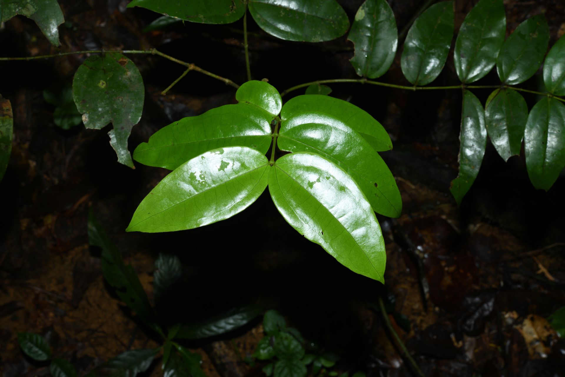 Strychnos erichsonii M.R.Schomb. - Photo Bivouac Naturaliste