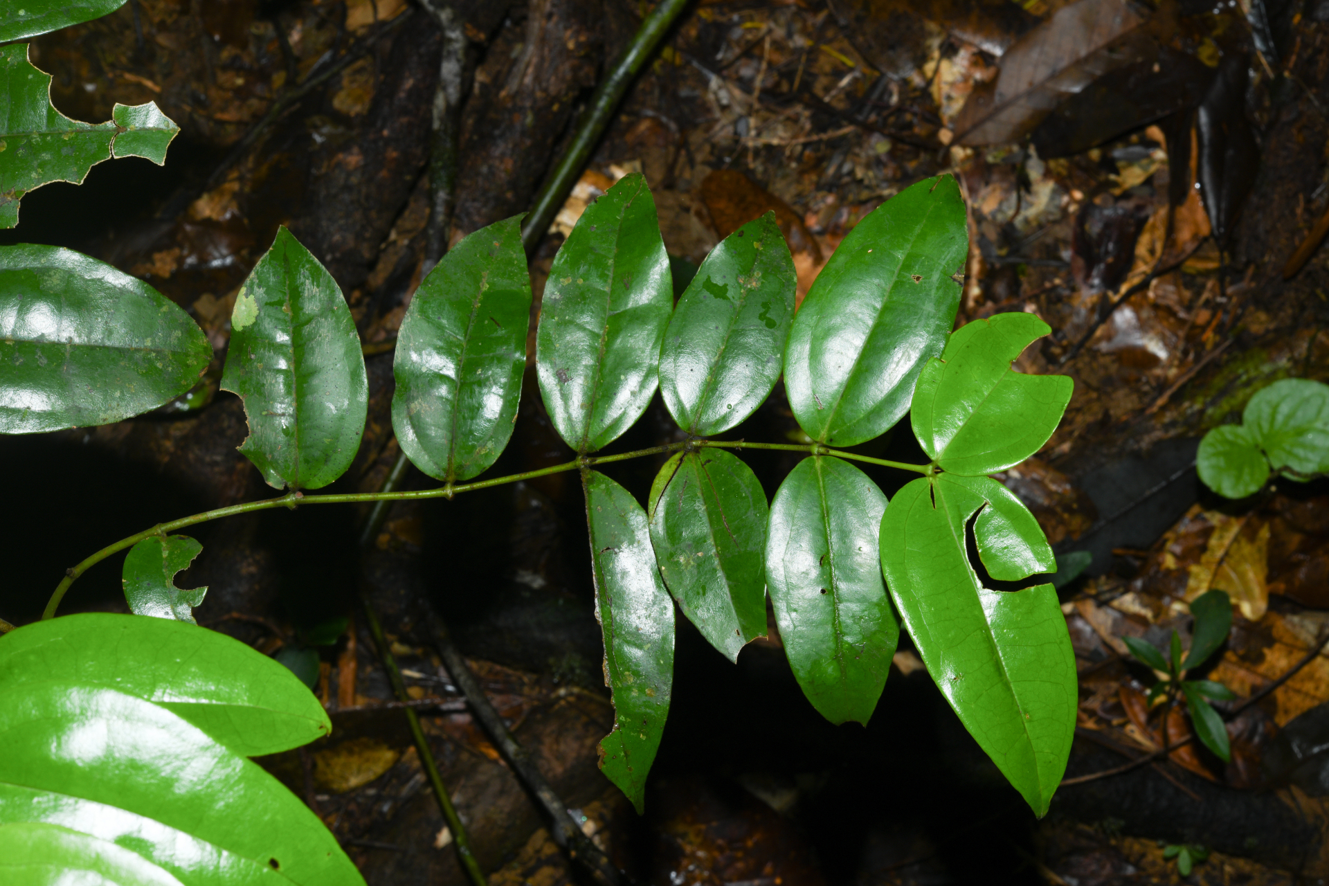 Strychnos erichsonii M.R.Schomb. - Photo Bivouac Naturaliste