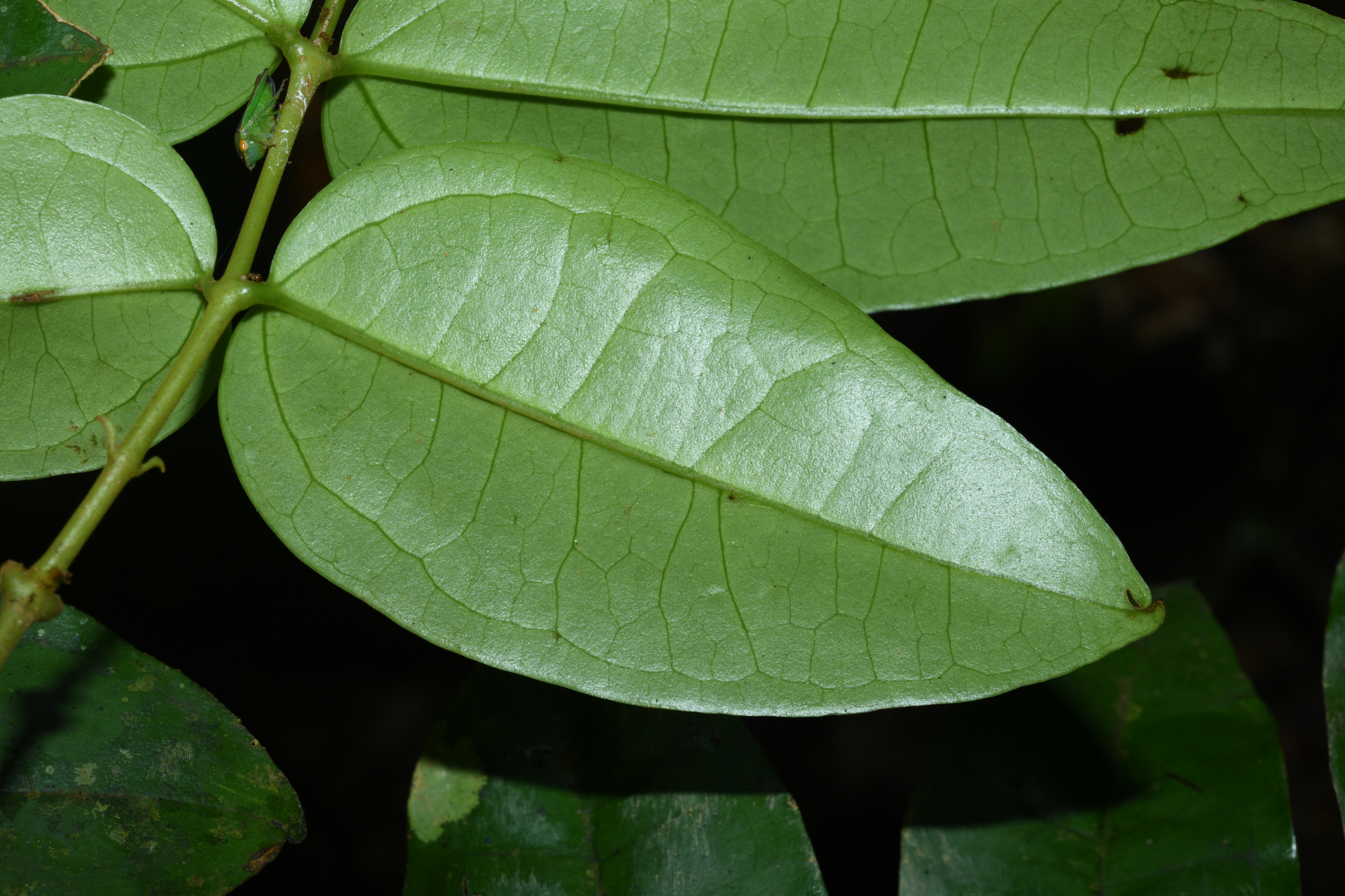 Strychnos erichsonii M.R.Schomb. - Photo Bivouac Naturaliste