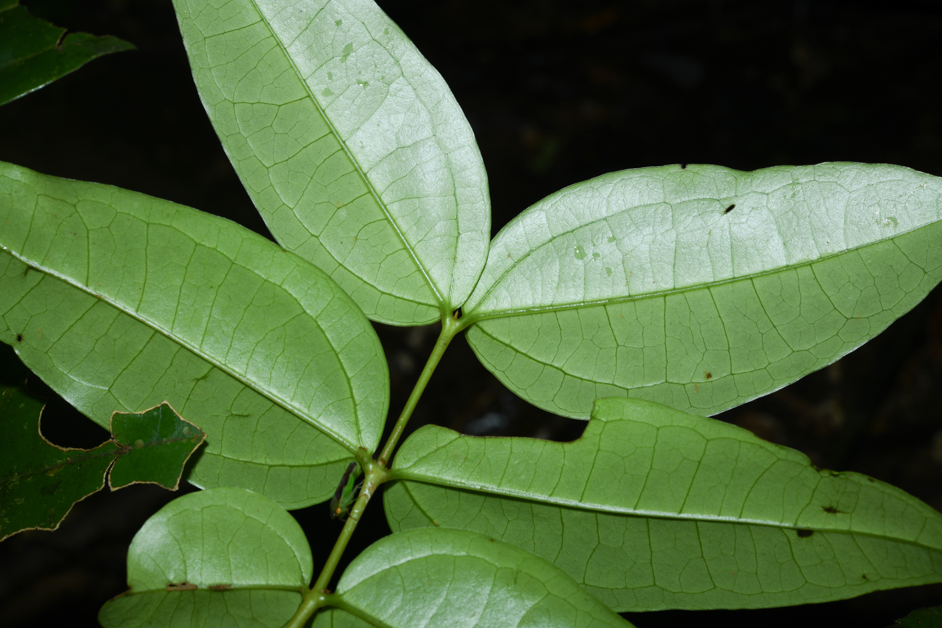 Strychnos erichsonii M.R.Schomb. - Photo Bivouac Naturaliste