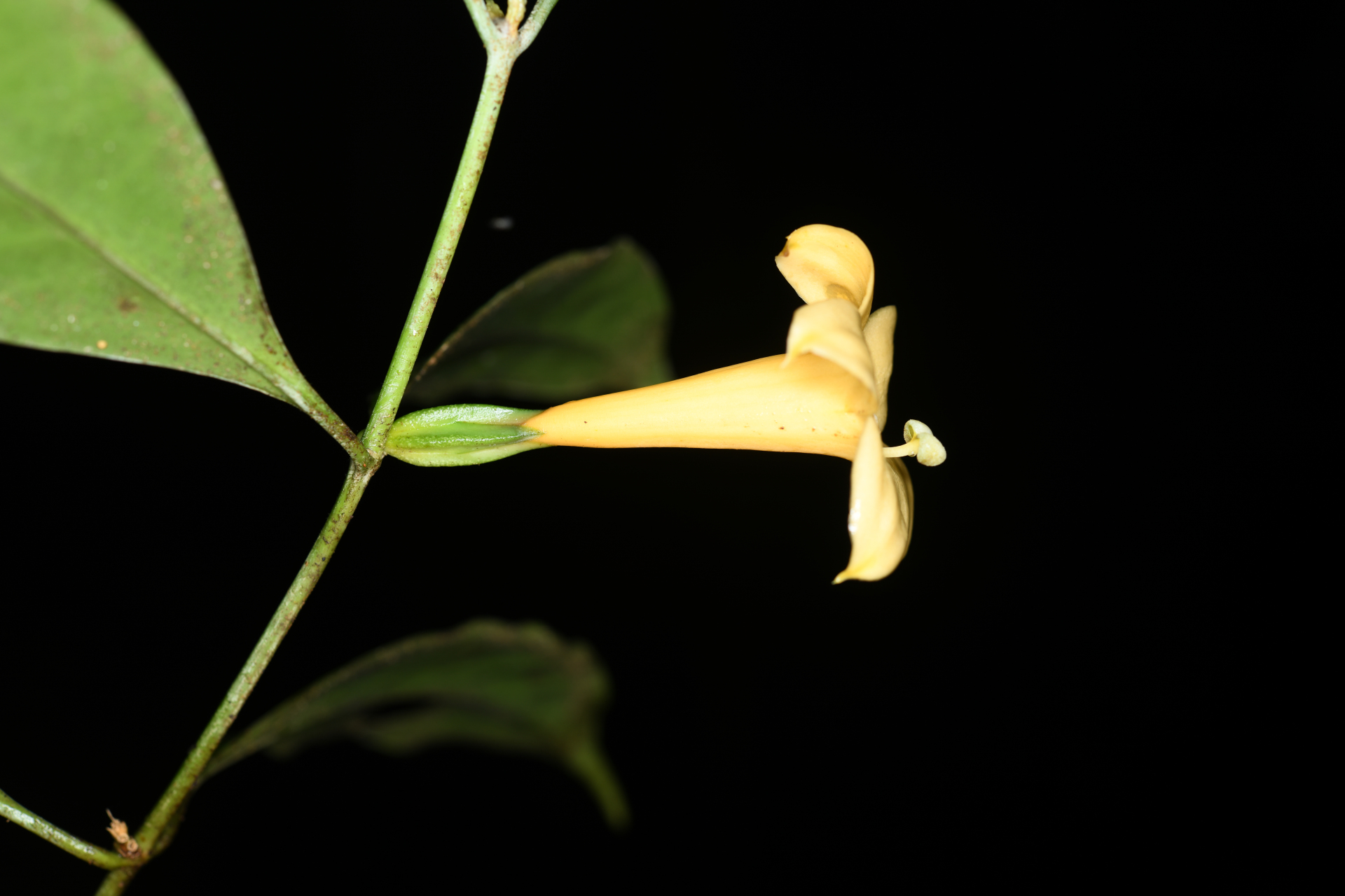 Tachia grandiflora Maguire & Weaver - Photo Bivouac Naturaliste