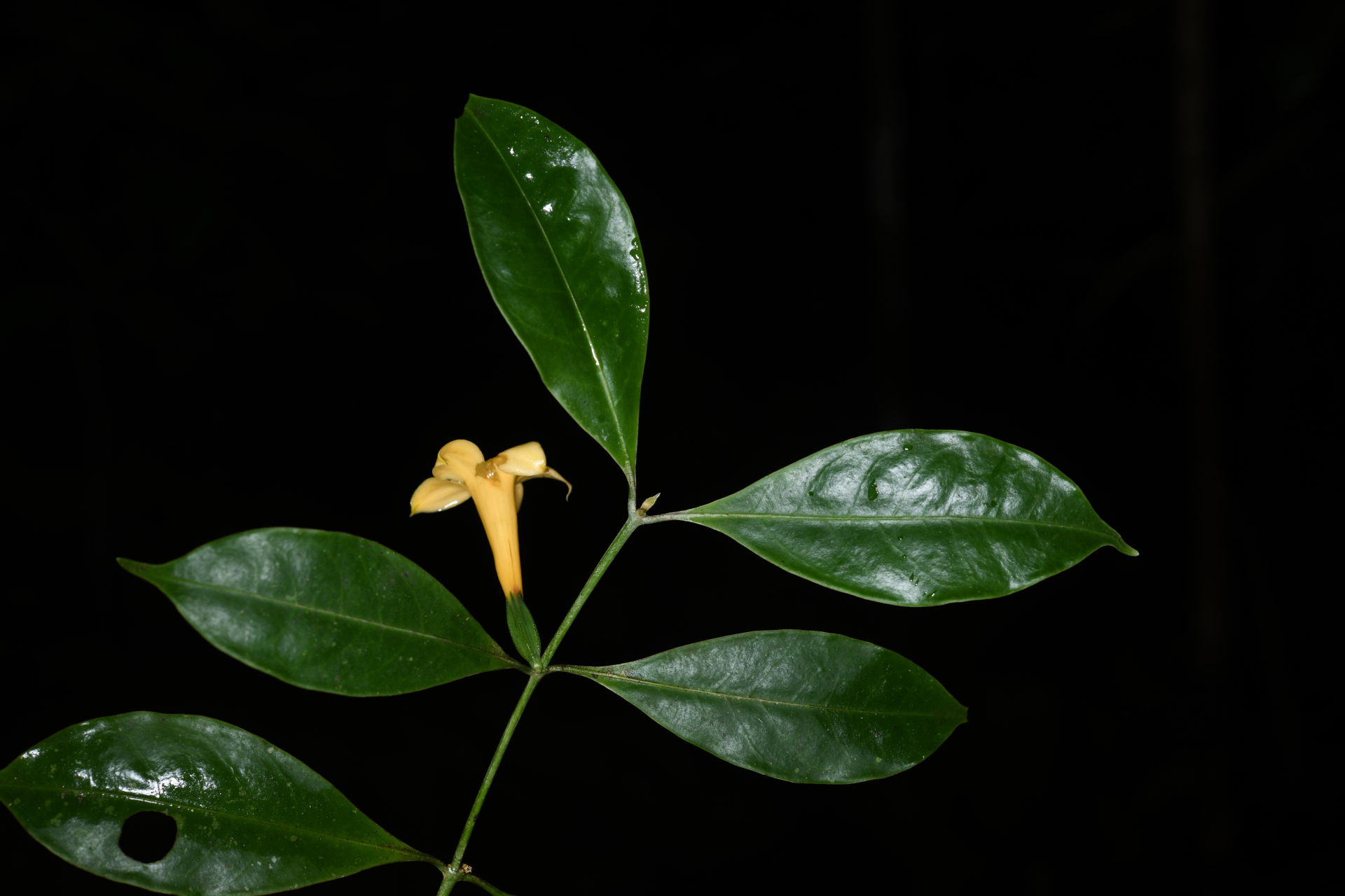 Tachia grandiflora Maguire & Weaver - Photo Bivouac Naturaliste