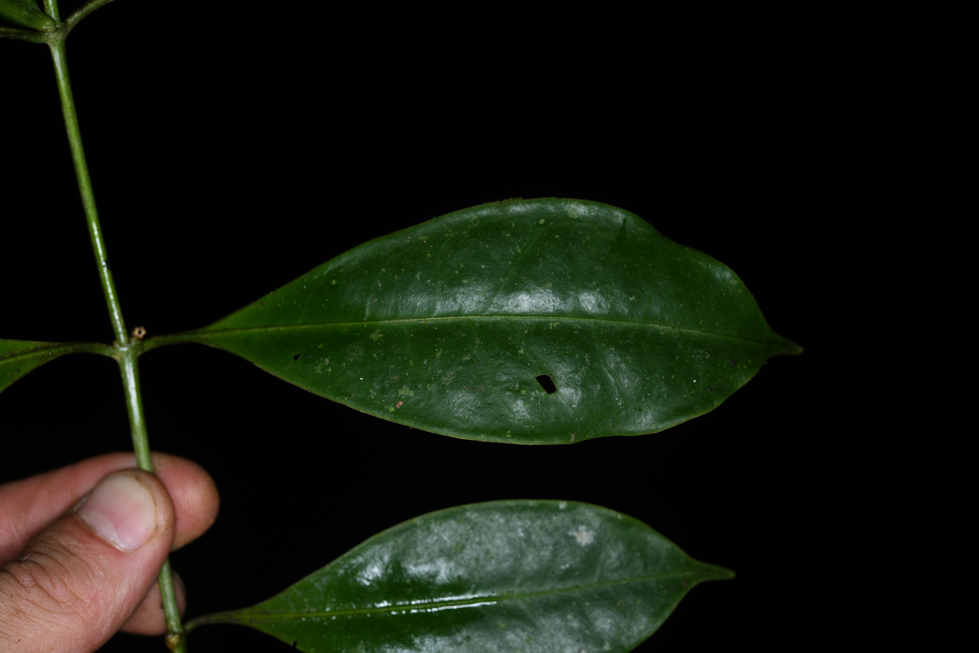 Tachia grandiflora Maguire & Weaver - Photo Bivouac Naturaliste