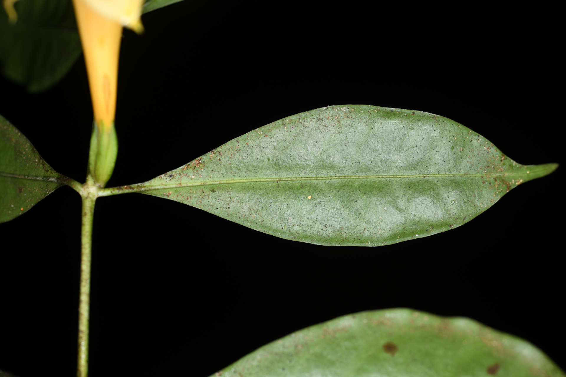 Tachia grandiflora Maguire & Weaver - Photo Bivouac Naturaliste
