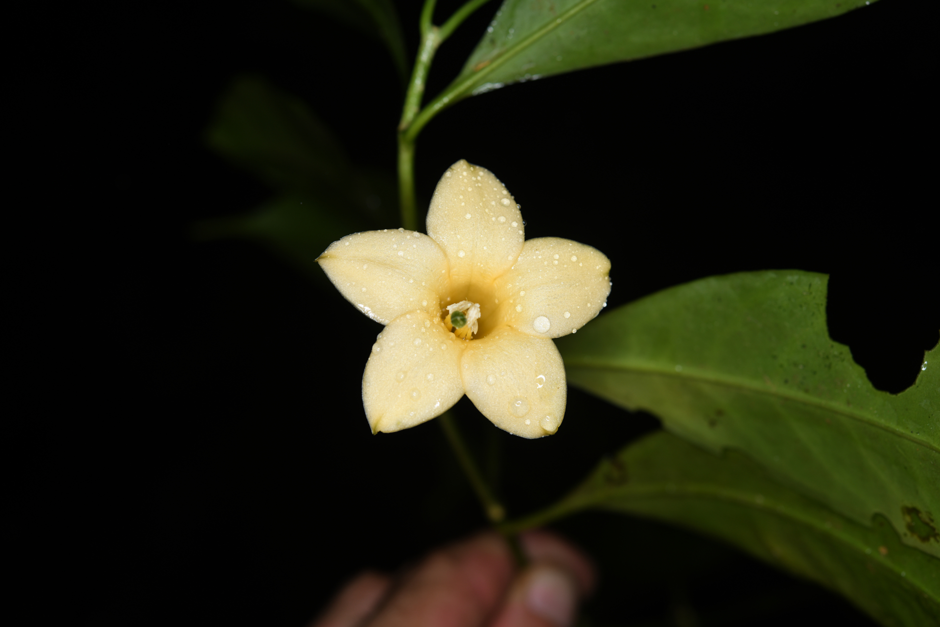 Tachia grandiflora Maguire & Weaver - Photo Bivouac Naturaliste