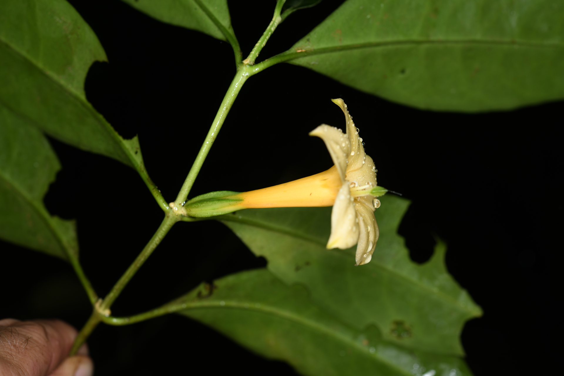 Tachia grandiflora Maguire & Weaver - Photo Bivouac Naturaliste
