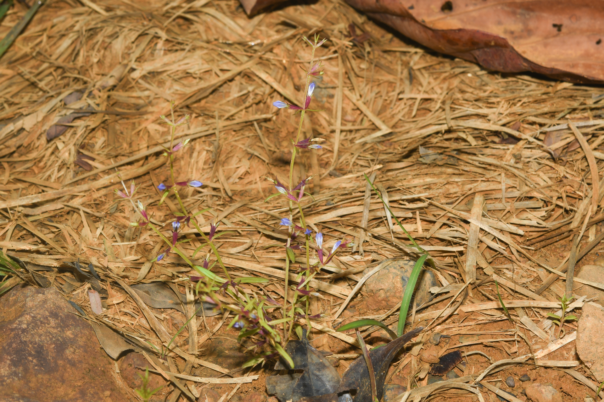 Neurotheca loeselioides subsp. loeselioides - Photo Bivouac Naturaliste