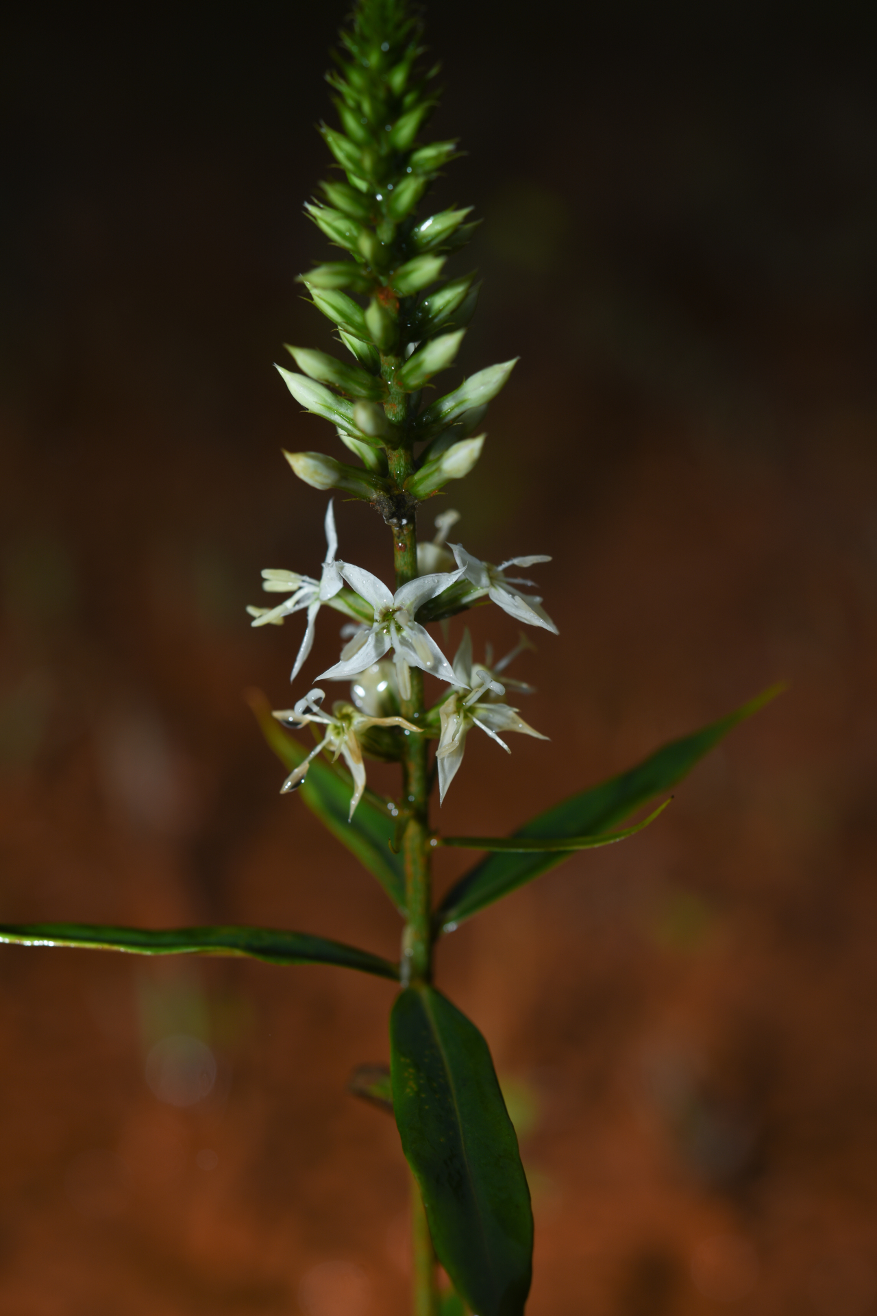 Coutoubea spicata Griseb. - Photo Bivouac Naturaliste