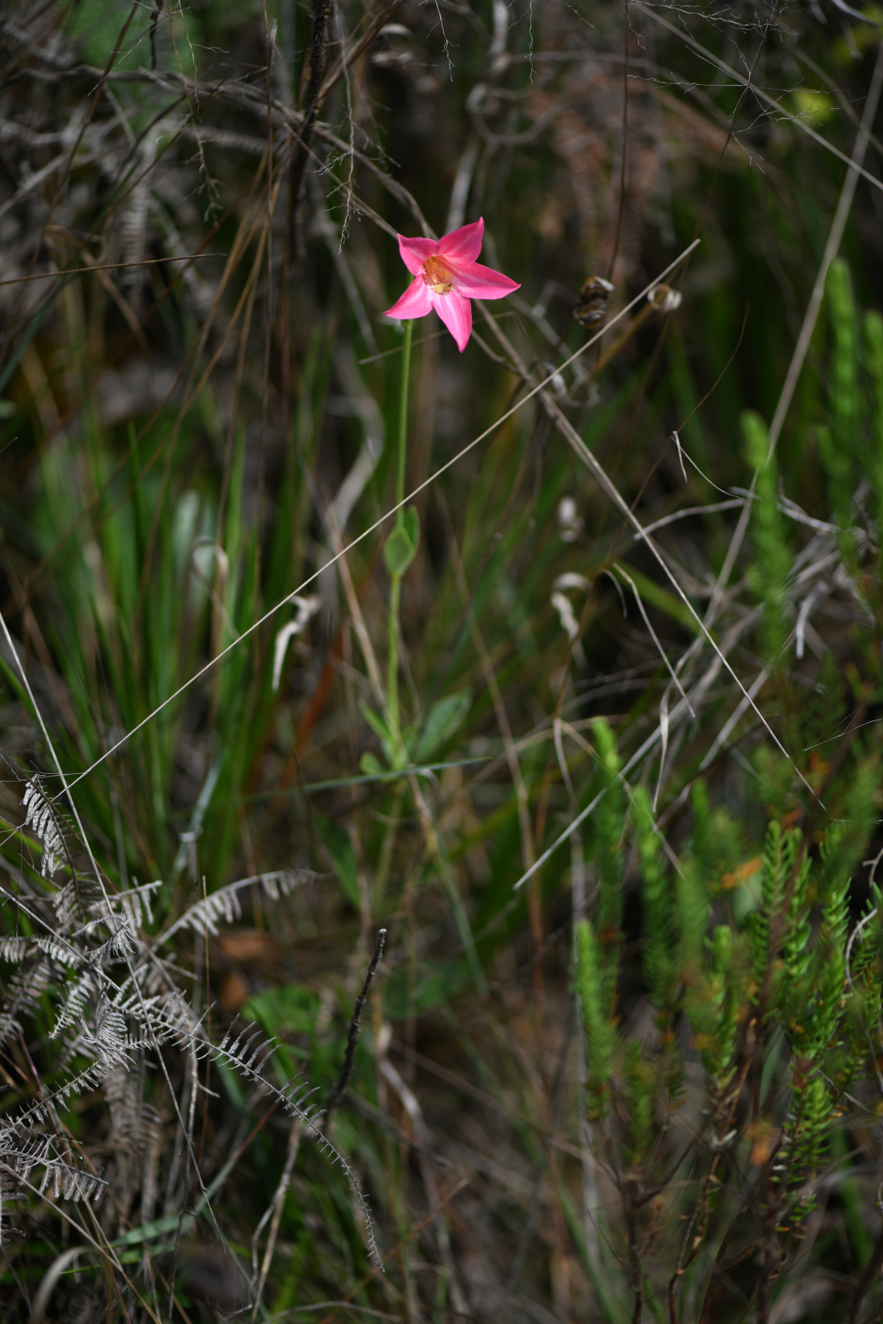 Calolisianthus pedunculatus (Cham. & Schltdl.) Gilg - Photo Bivouac Naturaliste