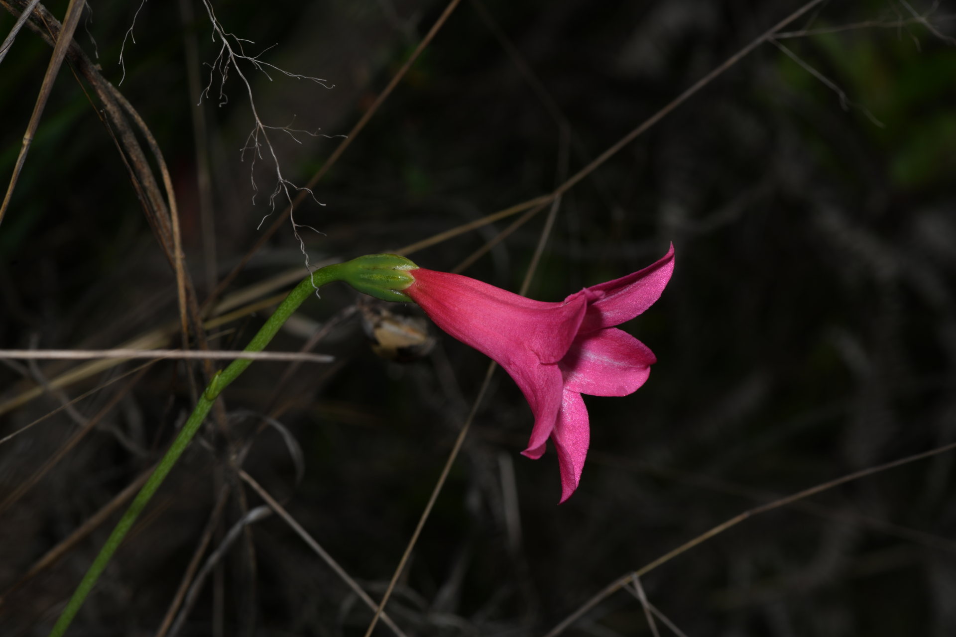 Calolisianthus pedunculatus (Cham. & Schltdl.) Gilg - Photo Bivouac Naturaliste