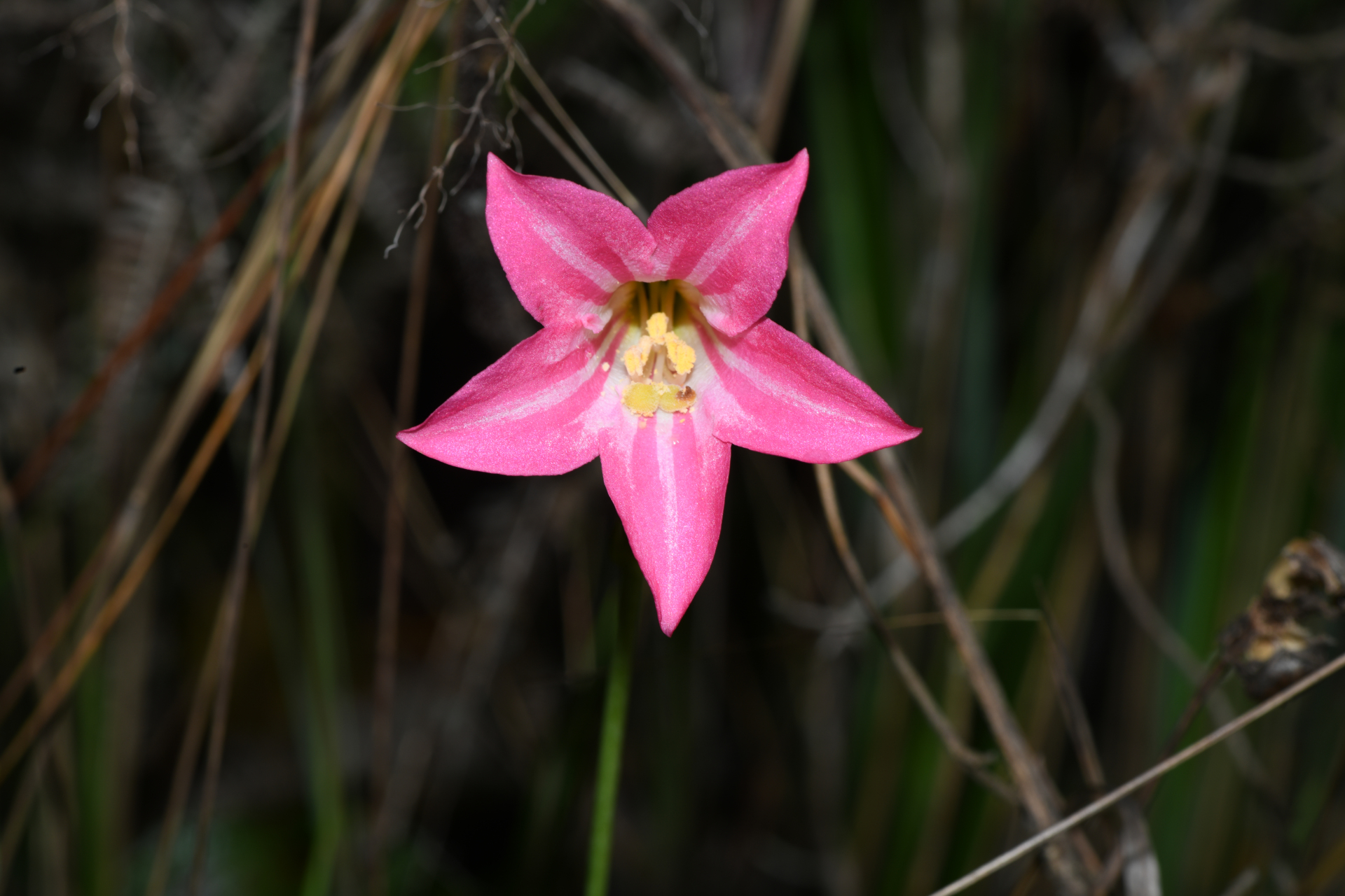 Calolisianthus pedunculatus (Cham. & Schltdl.) Gilg - Photo Bivouac Naturaliste
