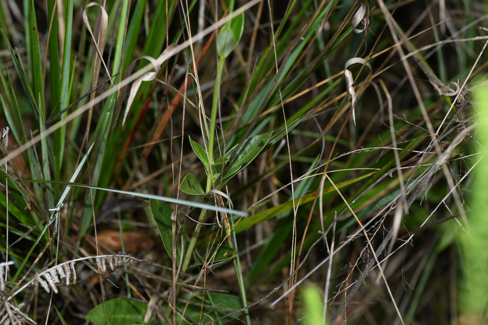 Calolisianthus pedunculatus (Cham. & Schltdl.) Gilg - Photo Bivouac Naturaliste