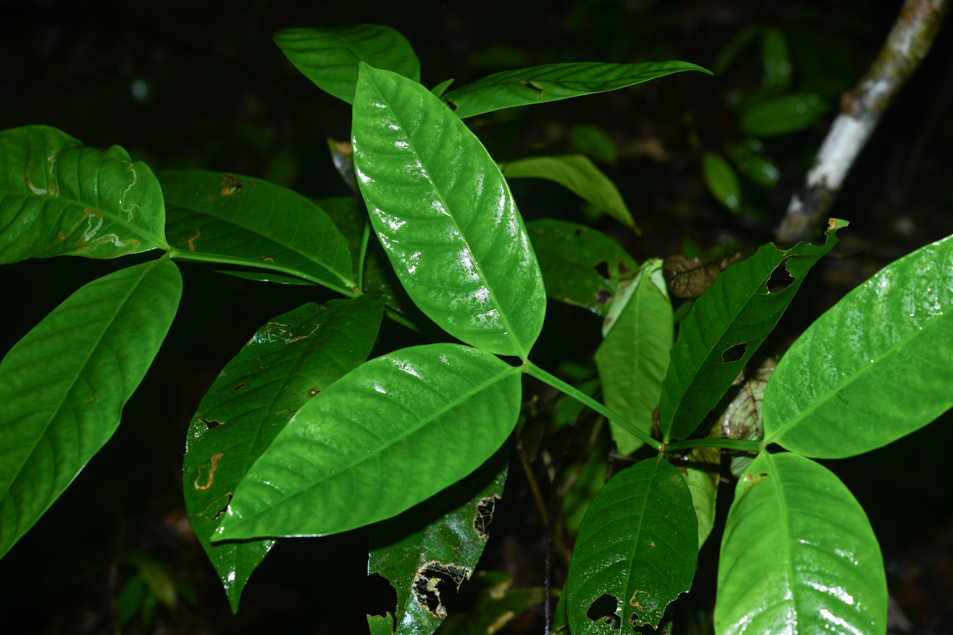 Tabernaemontana macrocalyx Müll.Arg. - Photo Bivouac Naturaliste