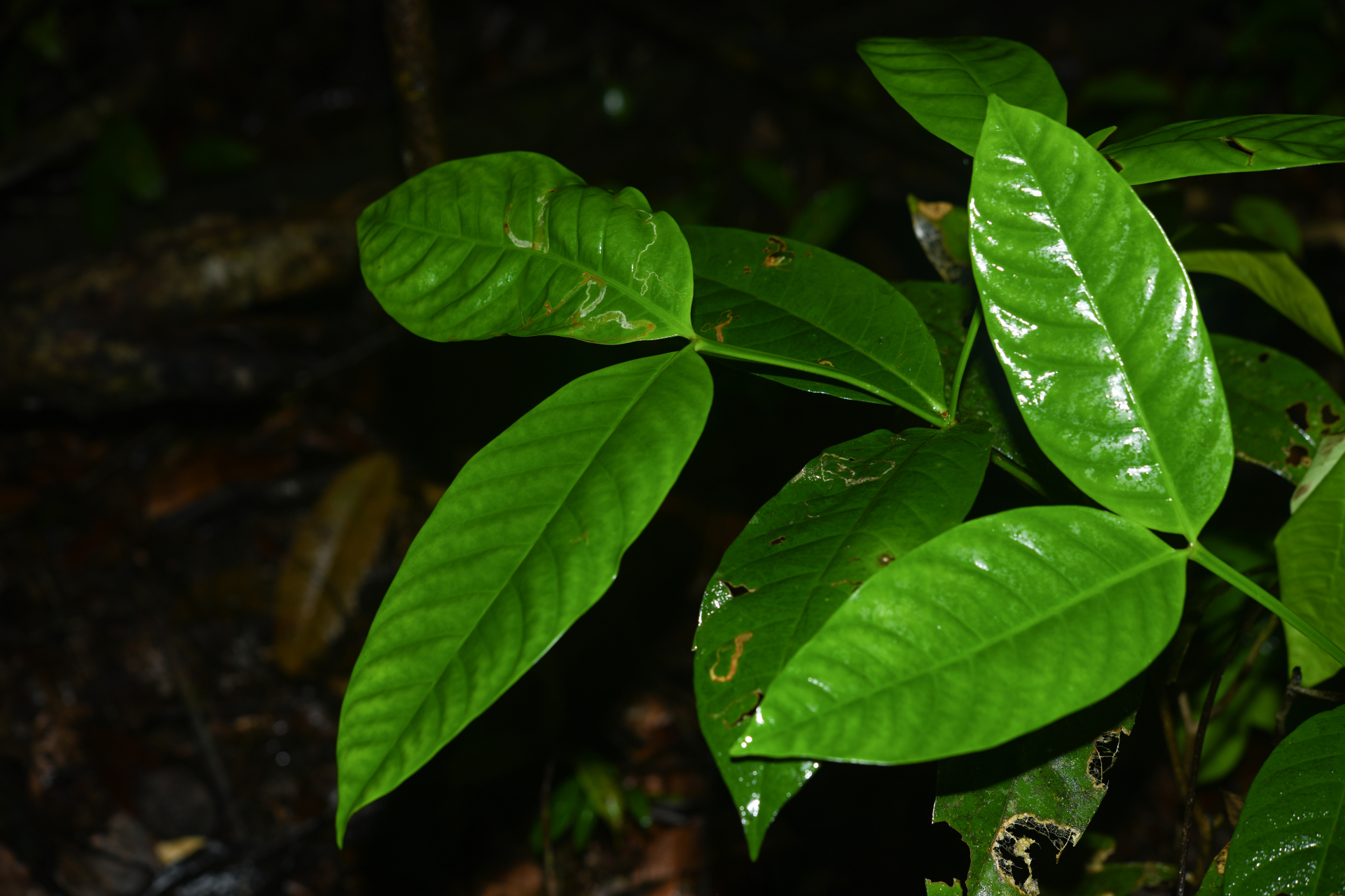 Tabernaemontana macrocalyx Müll.Arg. - Photo Bivouac Naturaliste