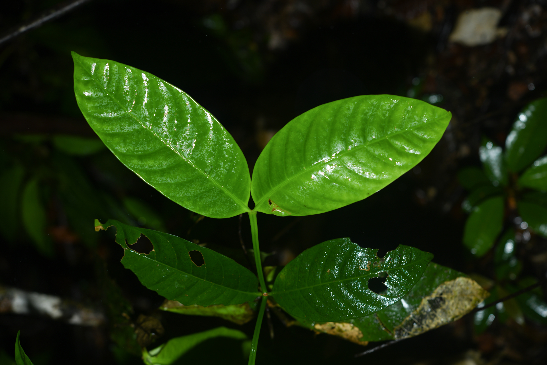 Tabernaemontana macrocalyx Müll.Arg. - Photo Bivouac Naturaliste