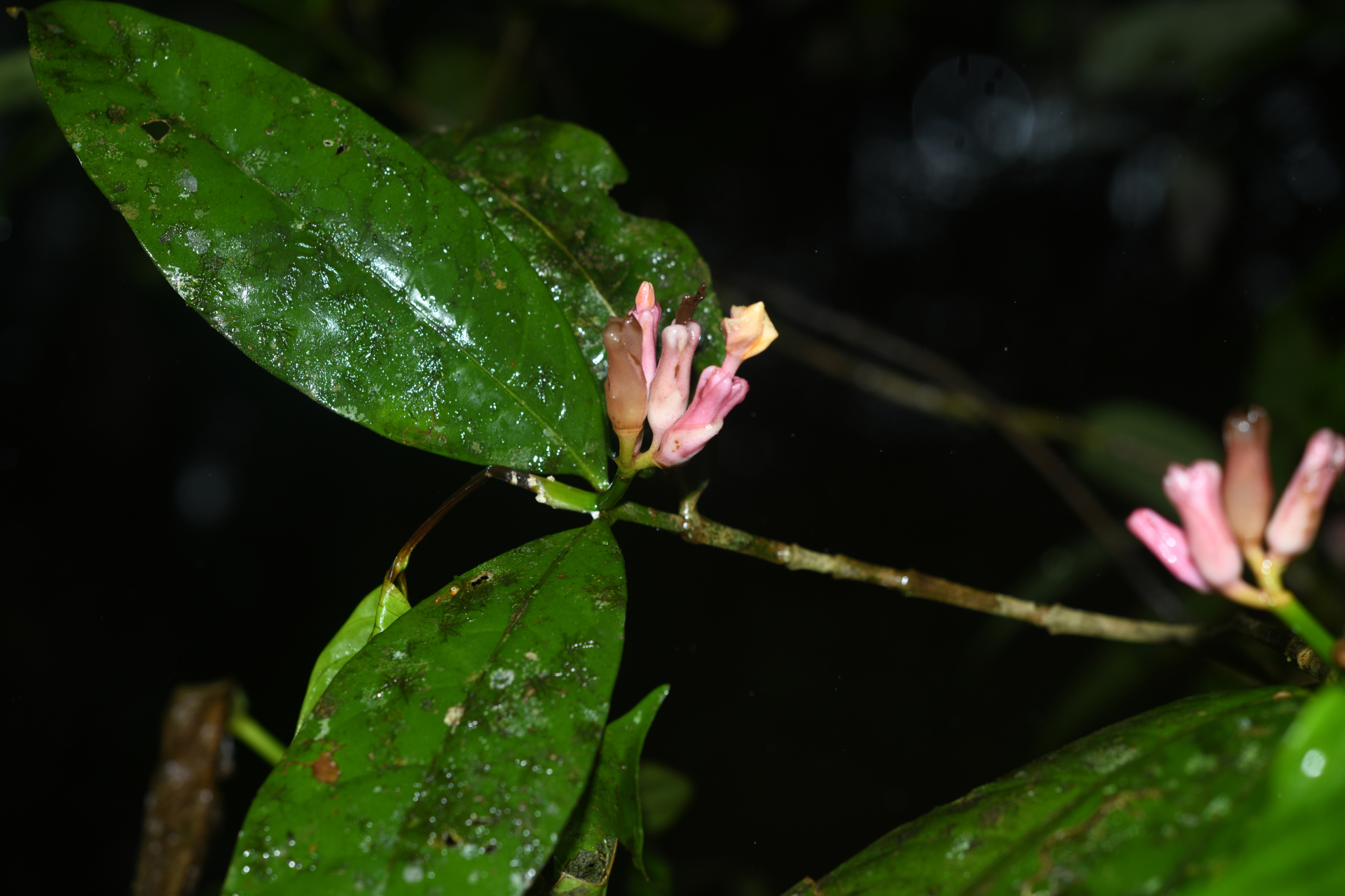 Tabernaemontana macrocalyx Müll.Arg. - Photo Bivouac Naturaliste