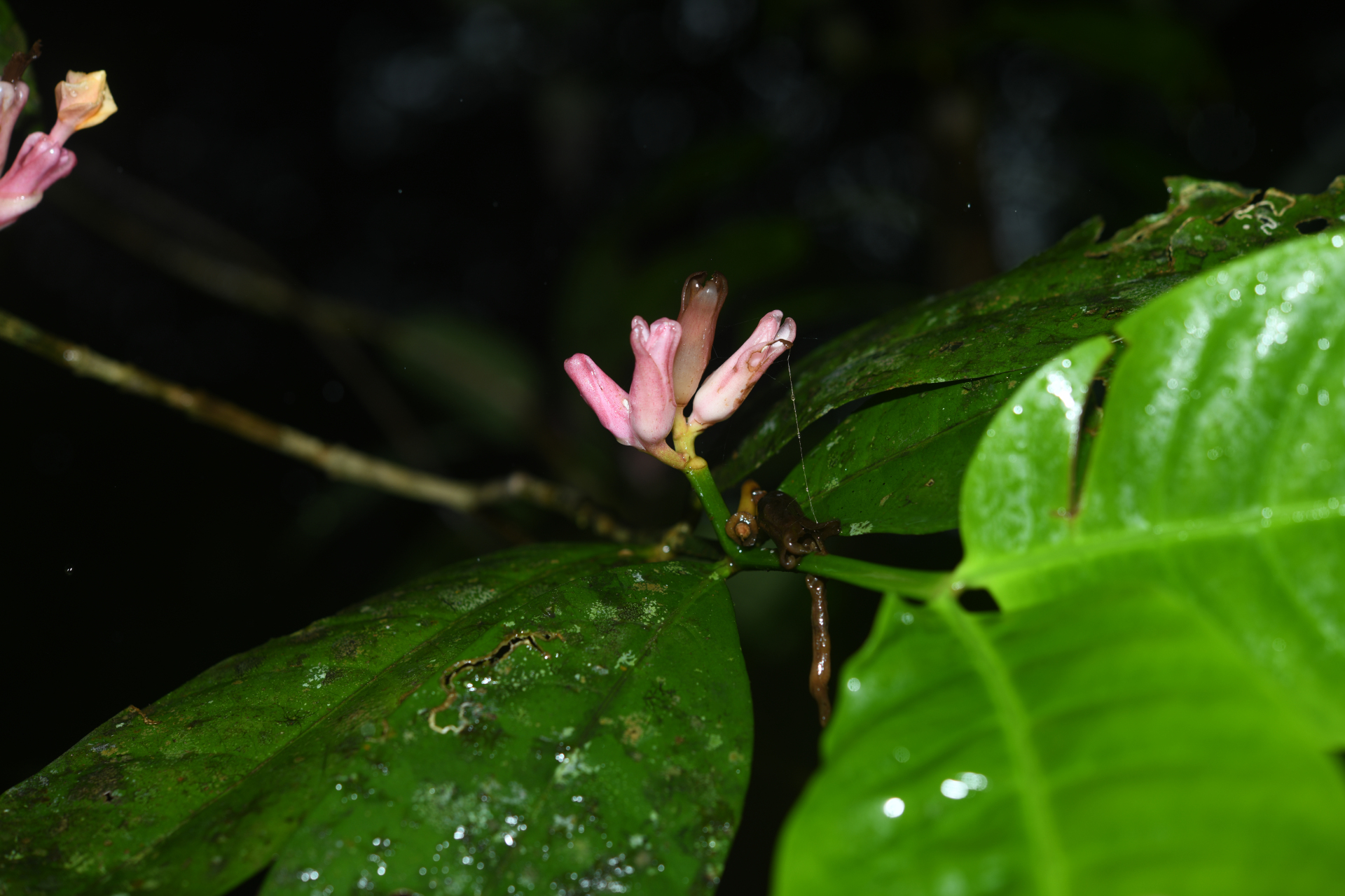 Tabernaemontana macrocalyx Müll.Arg. - Photo Bivouac Naturaliste