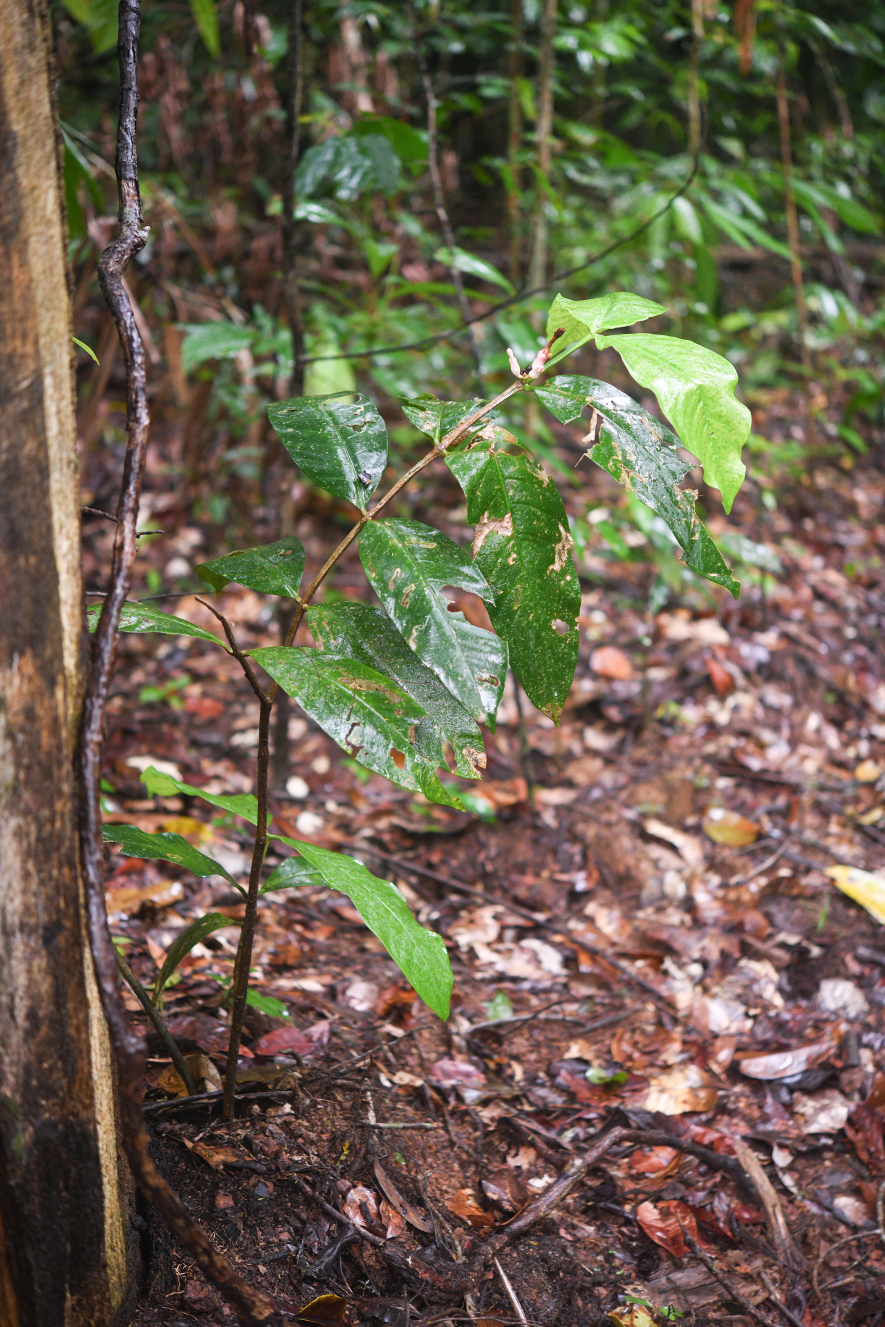 Tabernaemontana macrocalyx Müll.Arg. - Photo Bivouac Naturaliste