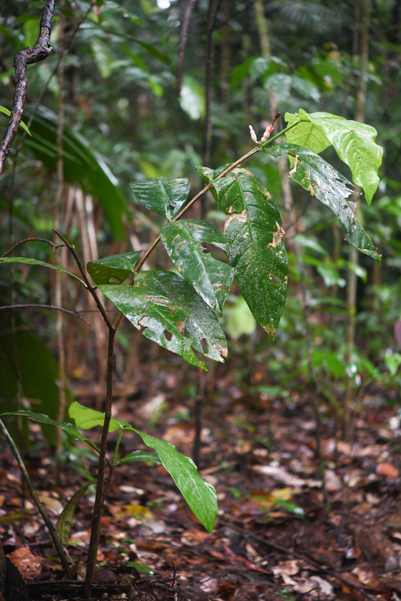Tabernaemontana macrocalyx Müll.Arg. - Photo Bivouac Naturaliste
