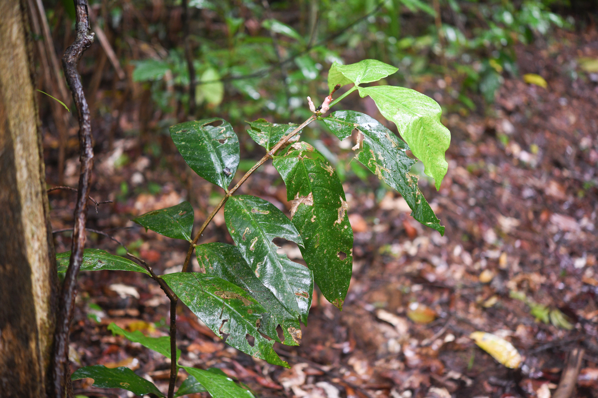 Tabernaemontana macrocalyx Müll.Arg. - Photo Bivouac Naturaliste