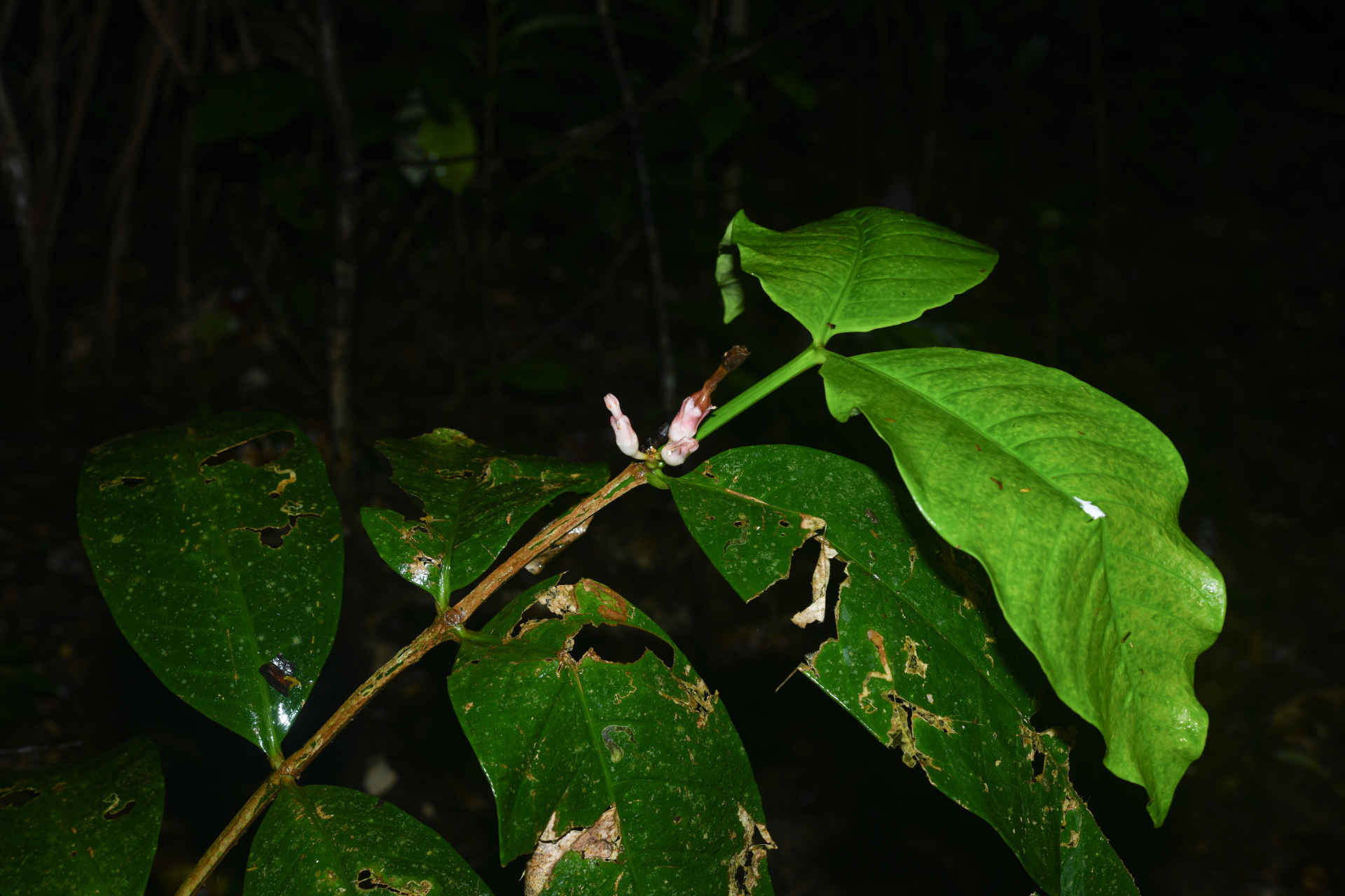 Tabernaemontana macrocalyx Müll.Arg. - Photo Bivouac Naturaliste