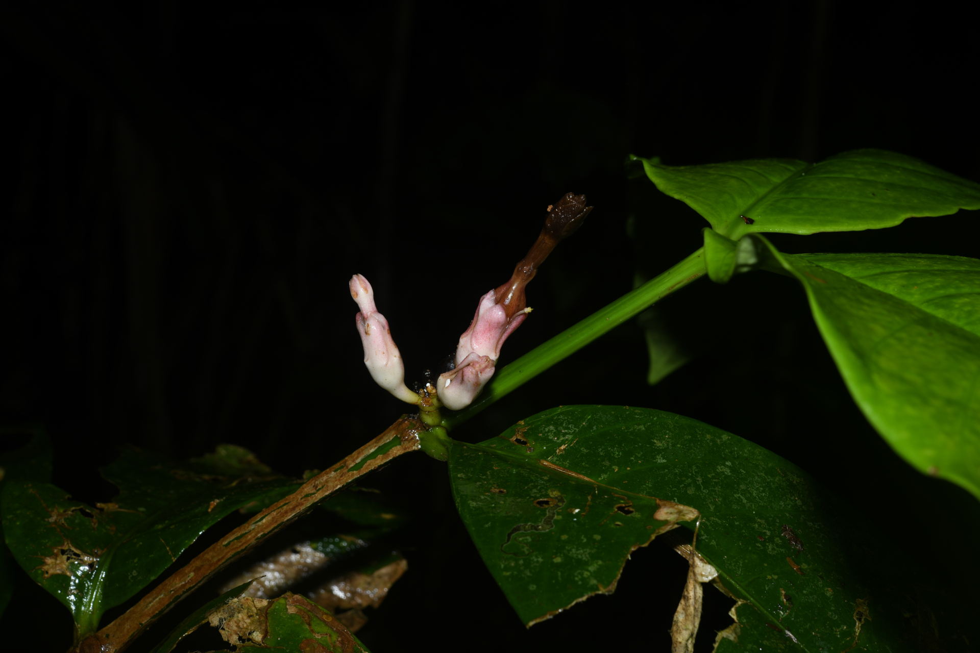 Tabernaemontana macrocalyx Müll.Arg. - Photo Bivouac Naturaliste