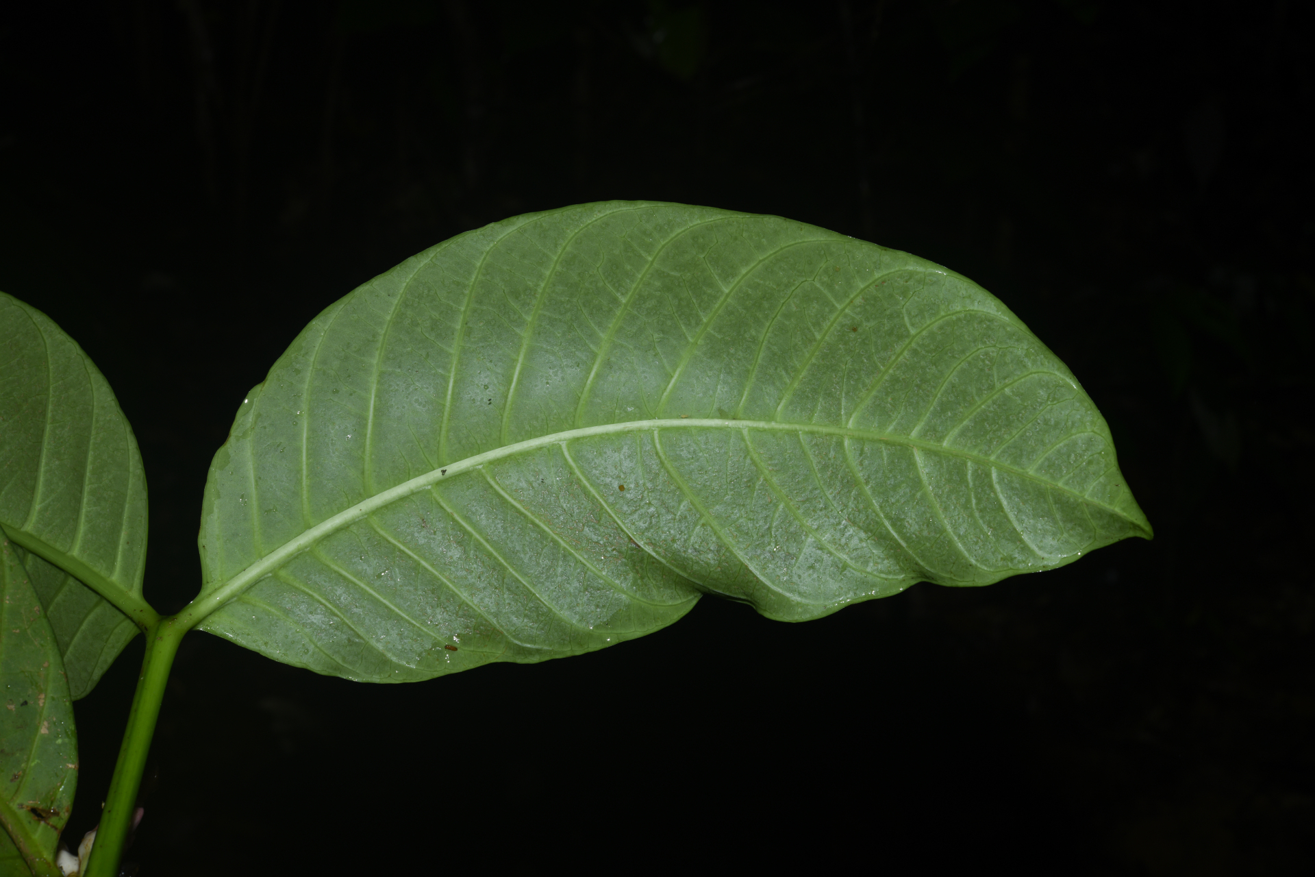 Tabernaemontana macrocalyx Müll.Arg. - Photo Bivouac Naturaliste