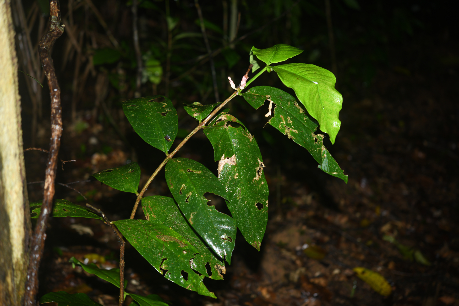 Tabernaemontana macrocalyx Müll.Arg. - Photo Bivouac Naturaliste