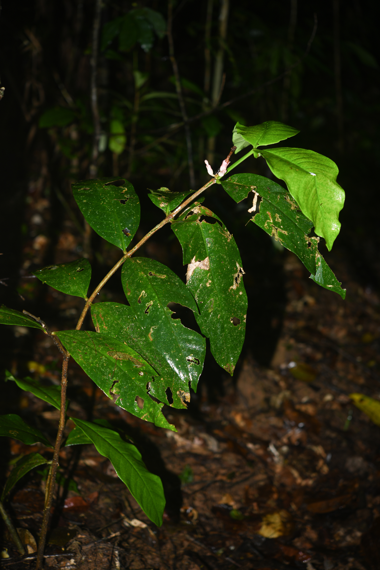 Tabernaemontana macrocalyx Müll.Arg. - Photo Bivouac Naturaliste