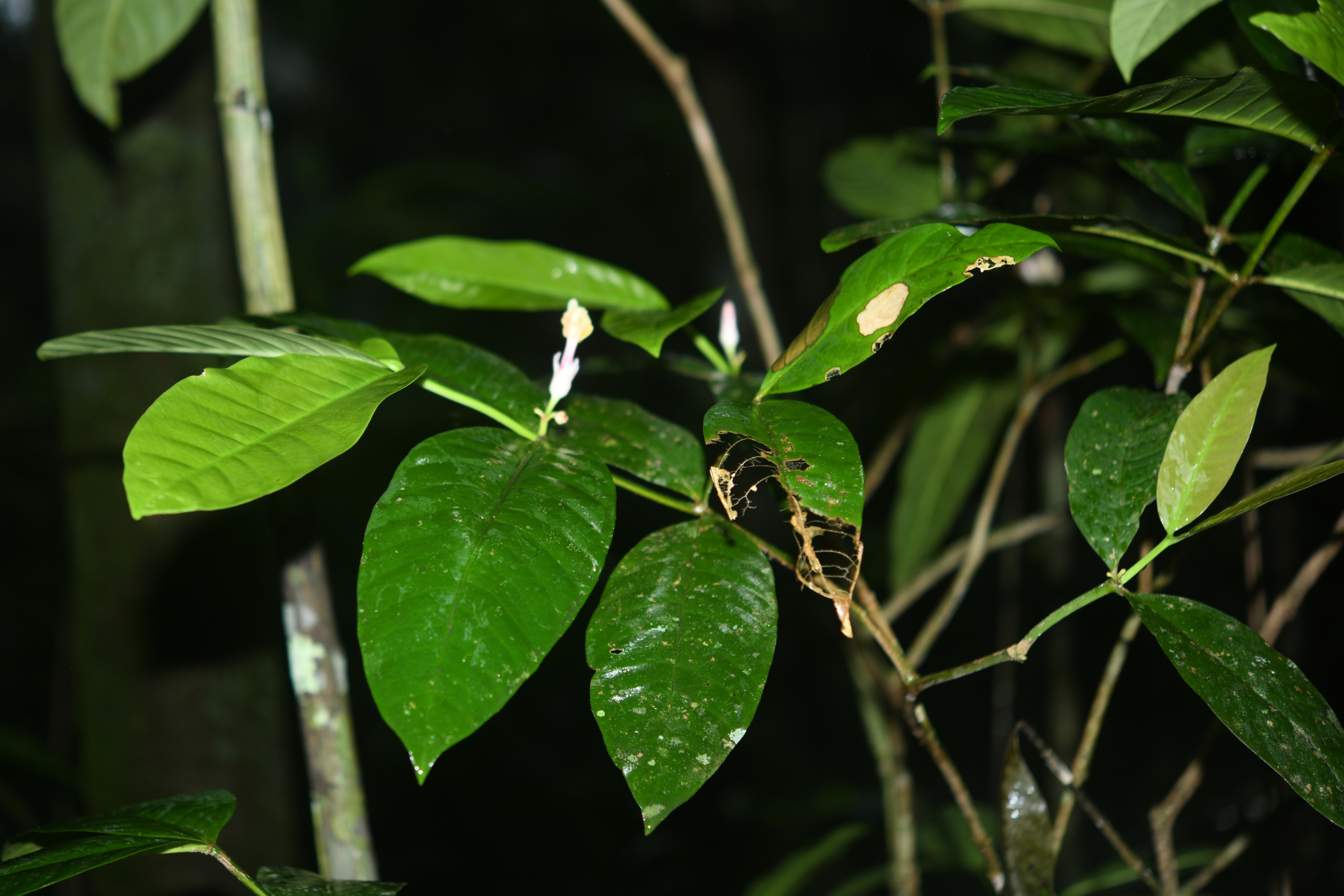 Tabernaemontana macrocalyx Müll.Arg. - Photo Bivouac Naturaliste