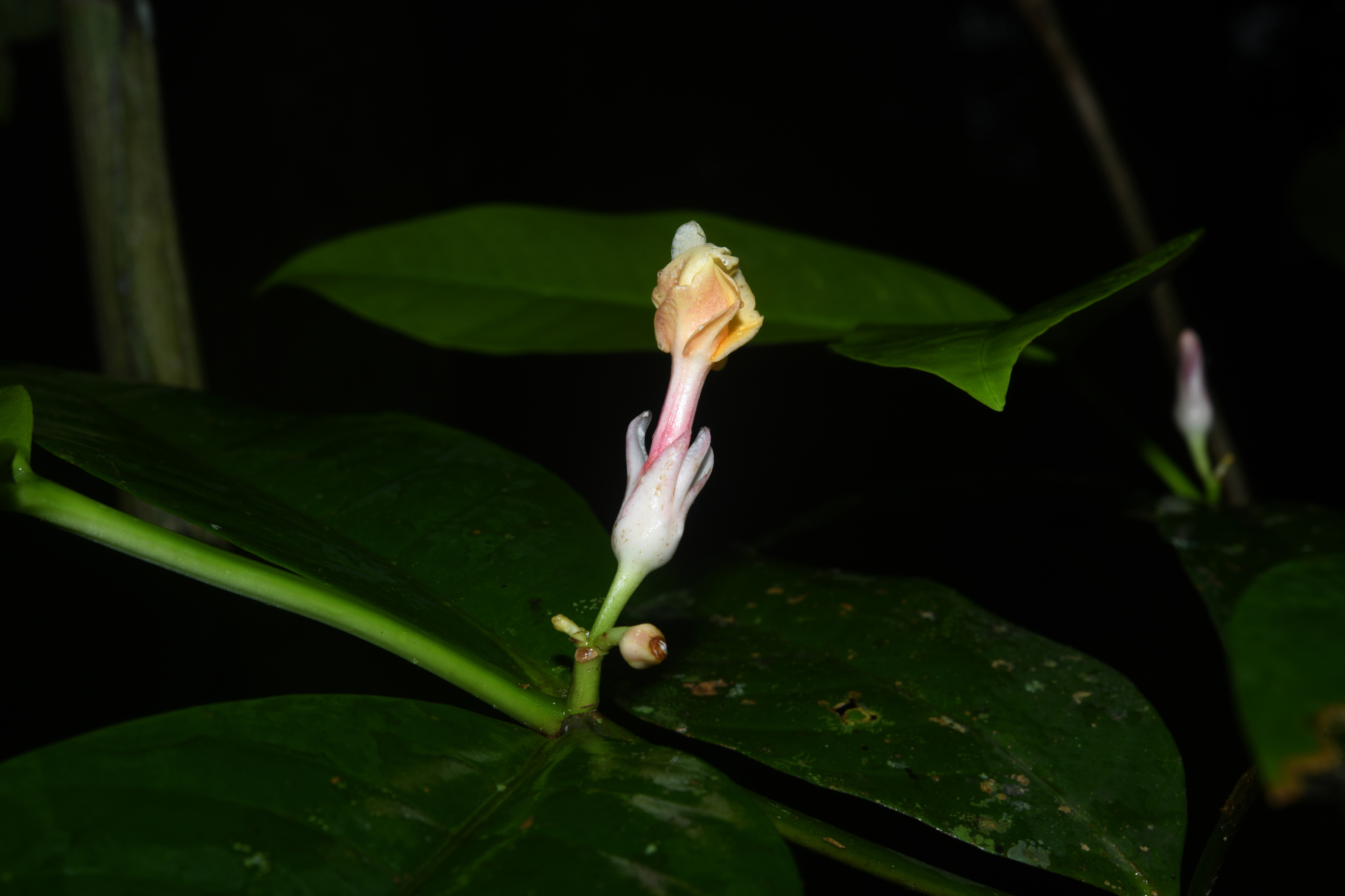Tabernaemontana macrocalyx Müll.Arg. - Photo Bivouac Naturaliste
