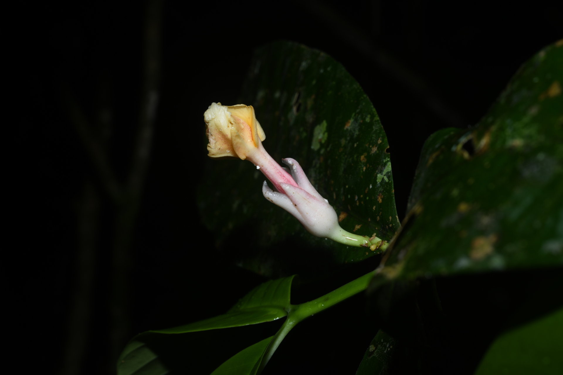 Tabernaemontana macrocalyx Müll.Arg. - Photo Bivouac Naturaliste