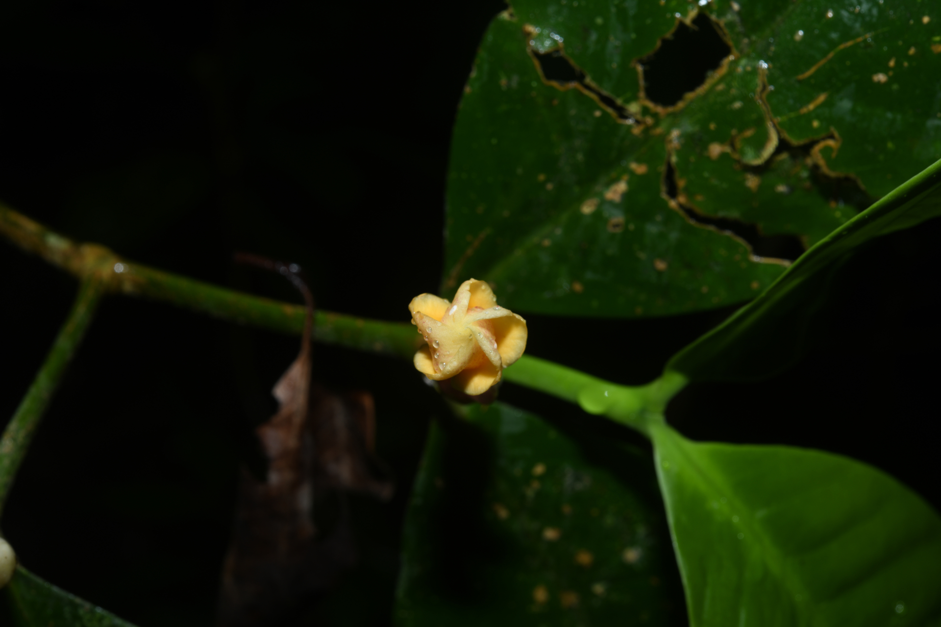 Tabernaemontana macrocalyx Müll.Arg. - Photo Bivouac Naturaliste