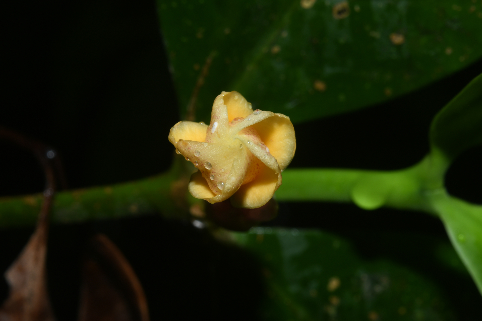 Tabernaemontana macrocalyx Müll.Arg. - Photo Bivouac Naturaliste