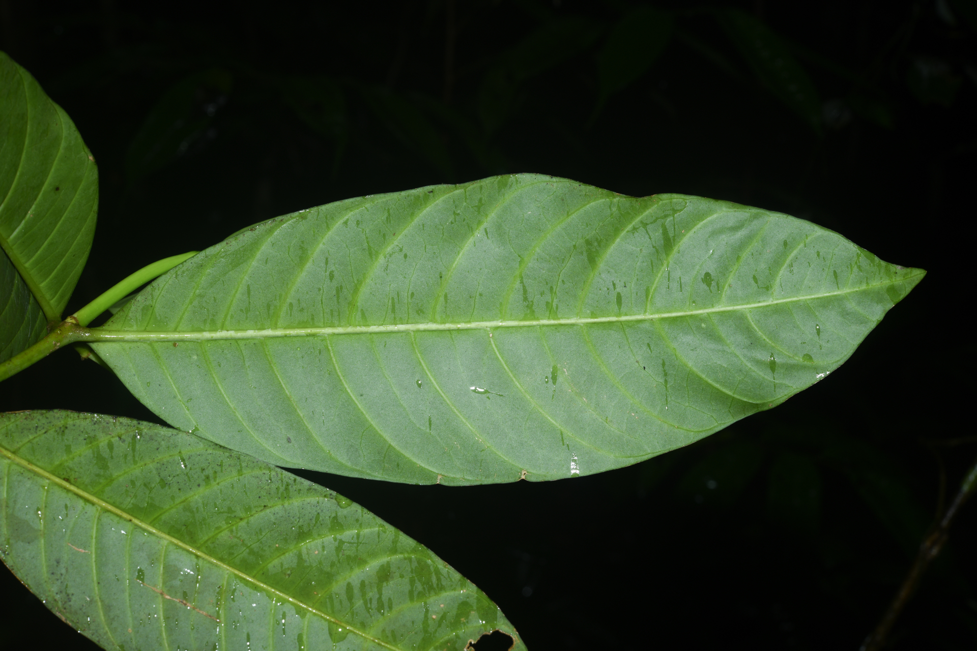 Tabernaemontana macrocalyx Müll.Arg. - Photo Bivouac Naturaliste