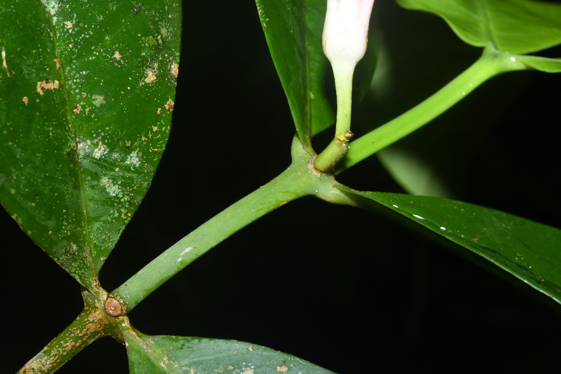 Tabernaemontana macrocalyx Müll.Arg. - Photo Bivouac Naturaliste