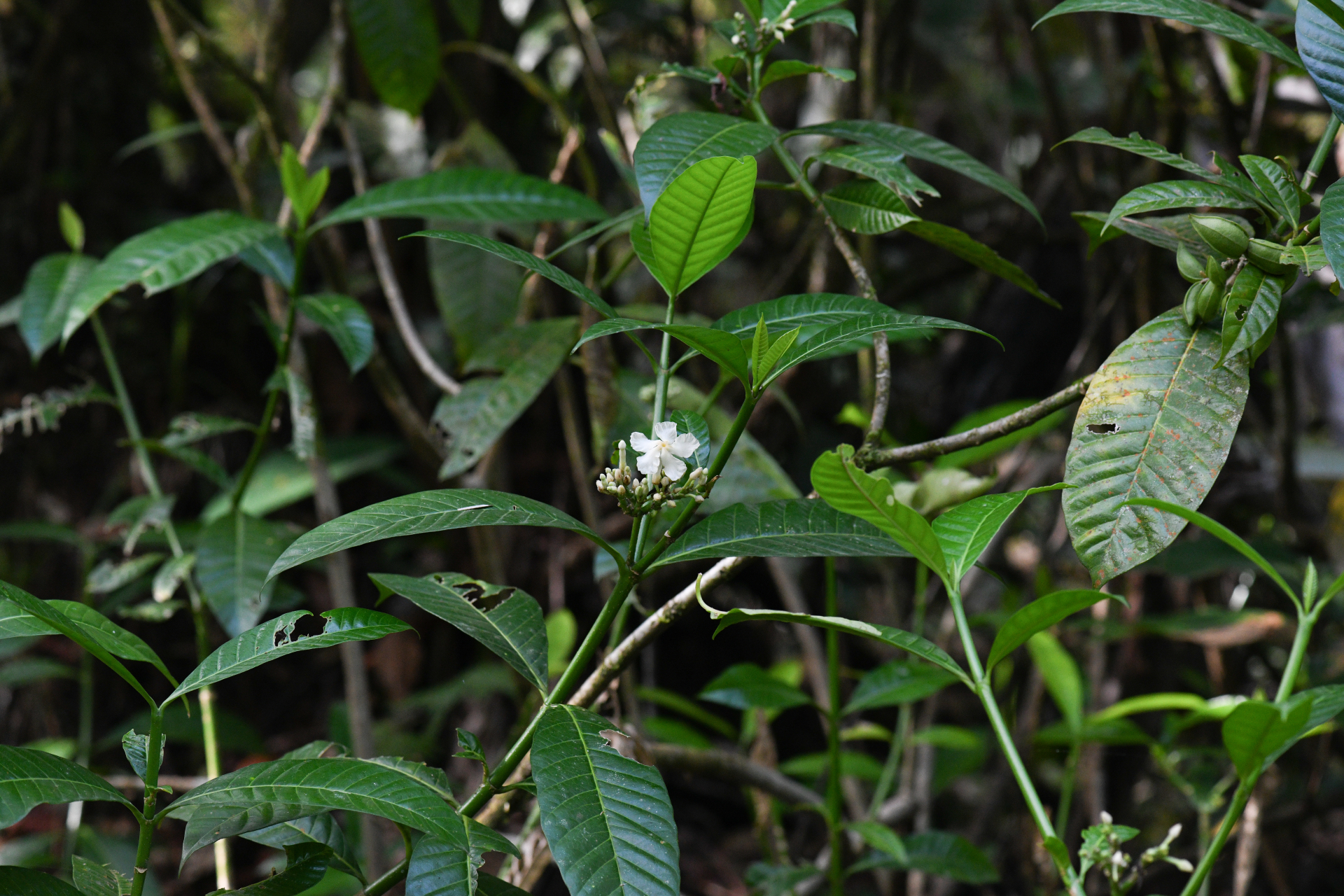 Tabernaemontana siphilitica (L.fil.) Leeuwenb. - Photo Bivouac Naturaliste