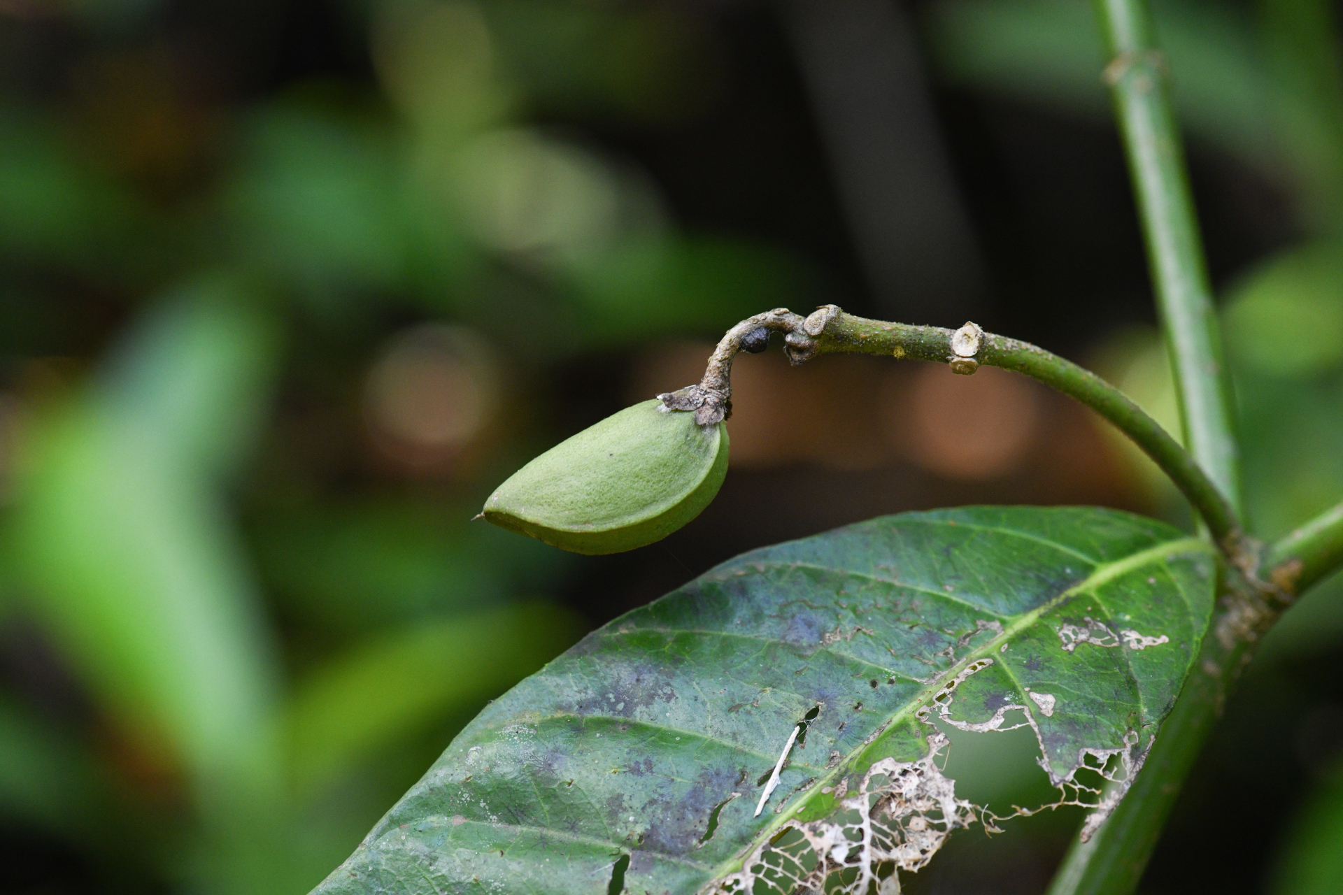 Tabernaemontana siphilitica (L.fil.) Leeuwenb. - Photo Bivouac Naturaliste